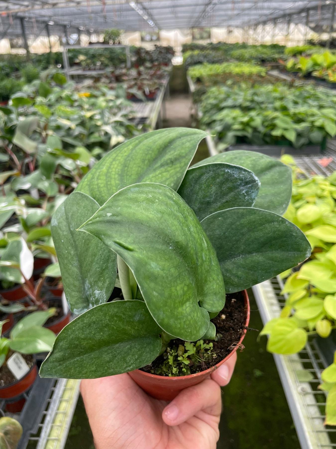 Pothos Jade Satin-Indoor Plants-The Succulent Source