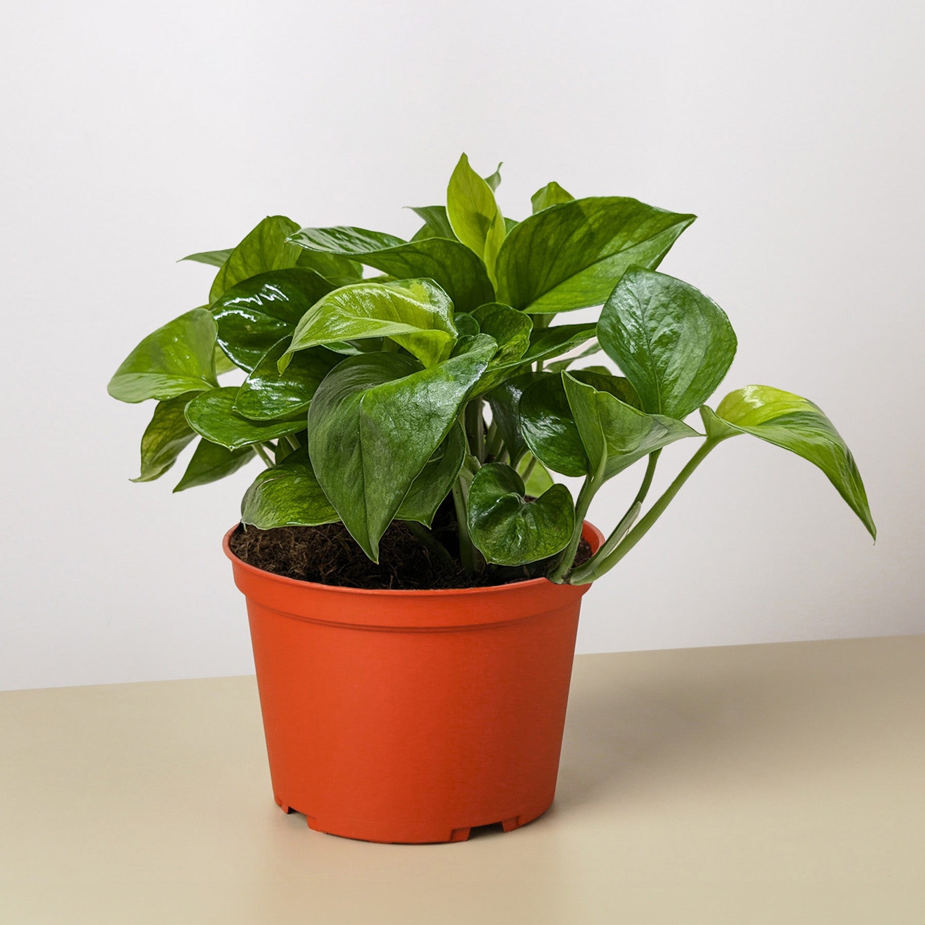 Pothos 'Lemon Top'-Indoor Plants-The Succulent Source