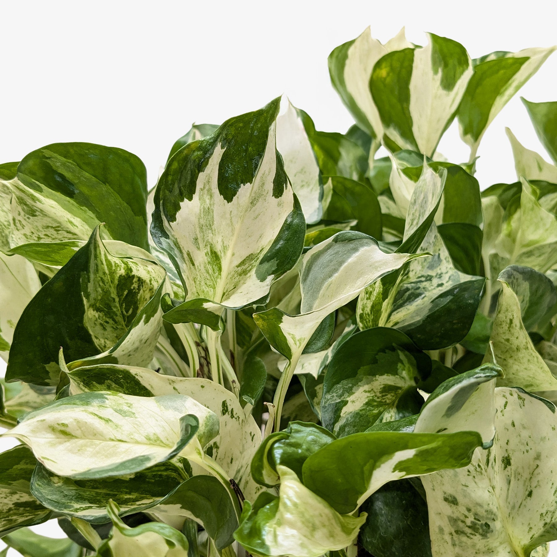 Pothos 'Manjula'-The Succulent Source