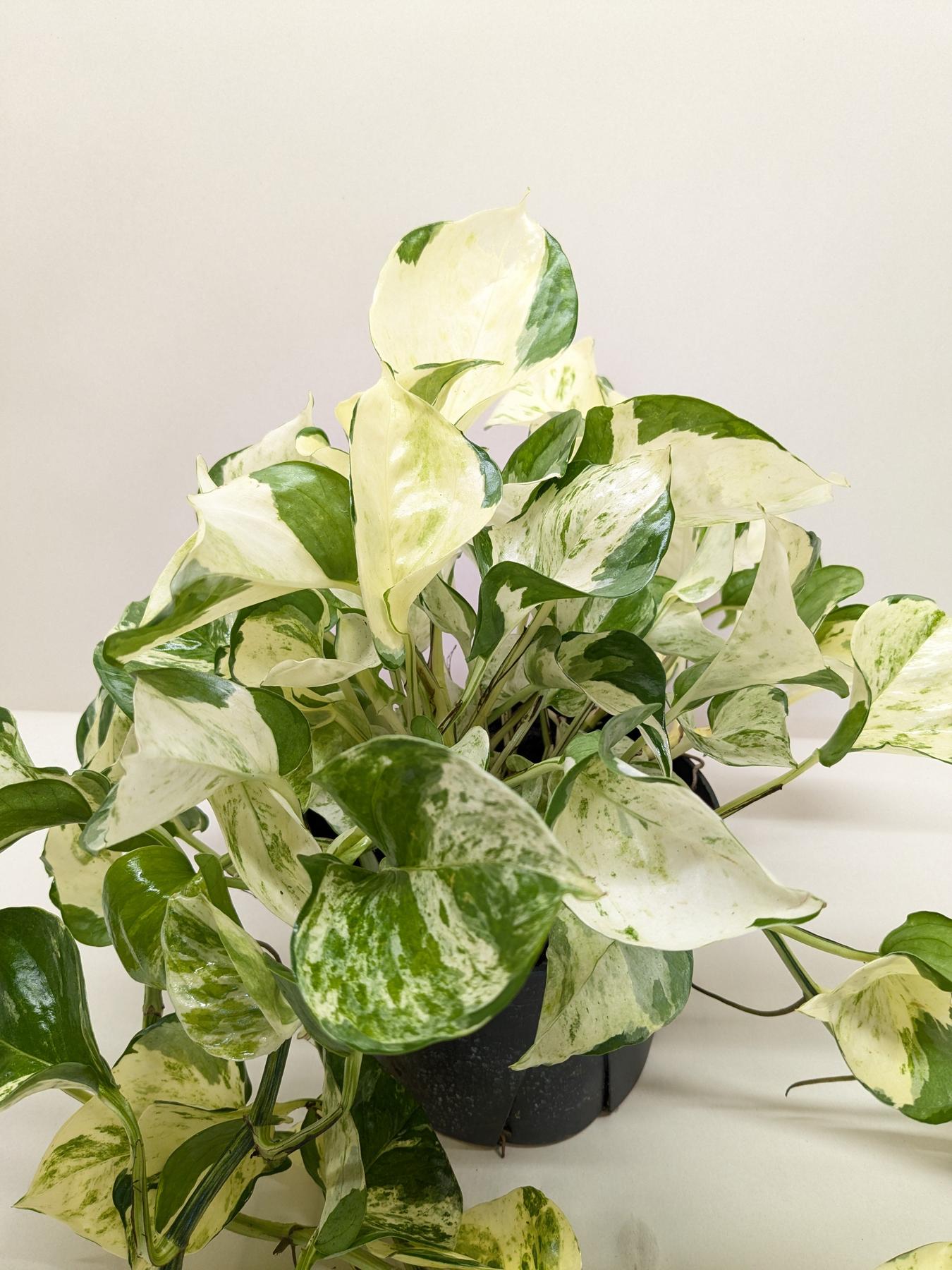 Pothos 'Manjula'-The Succulent Source