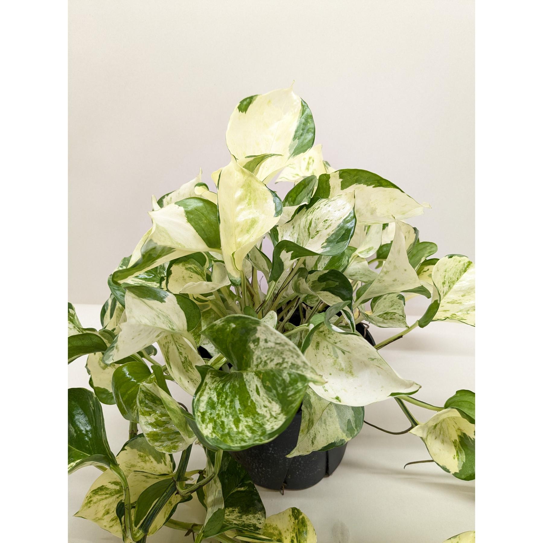 Pothos 'Manjula'-The Succulent Source