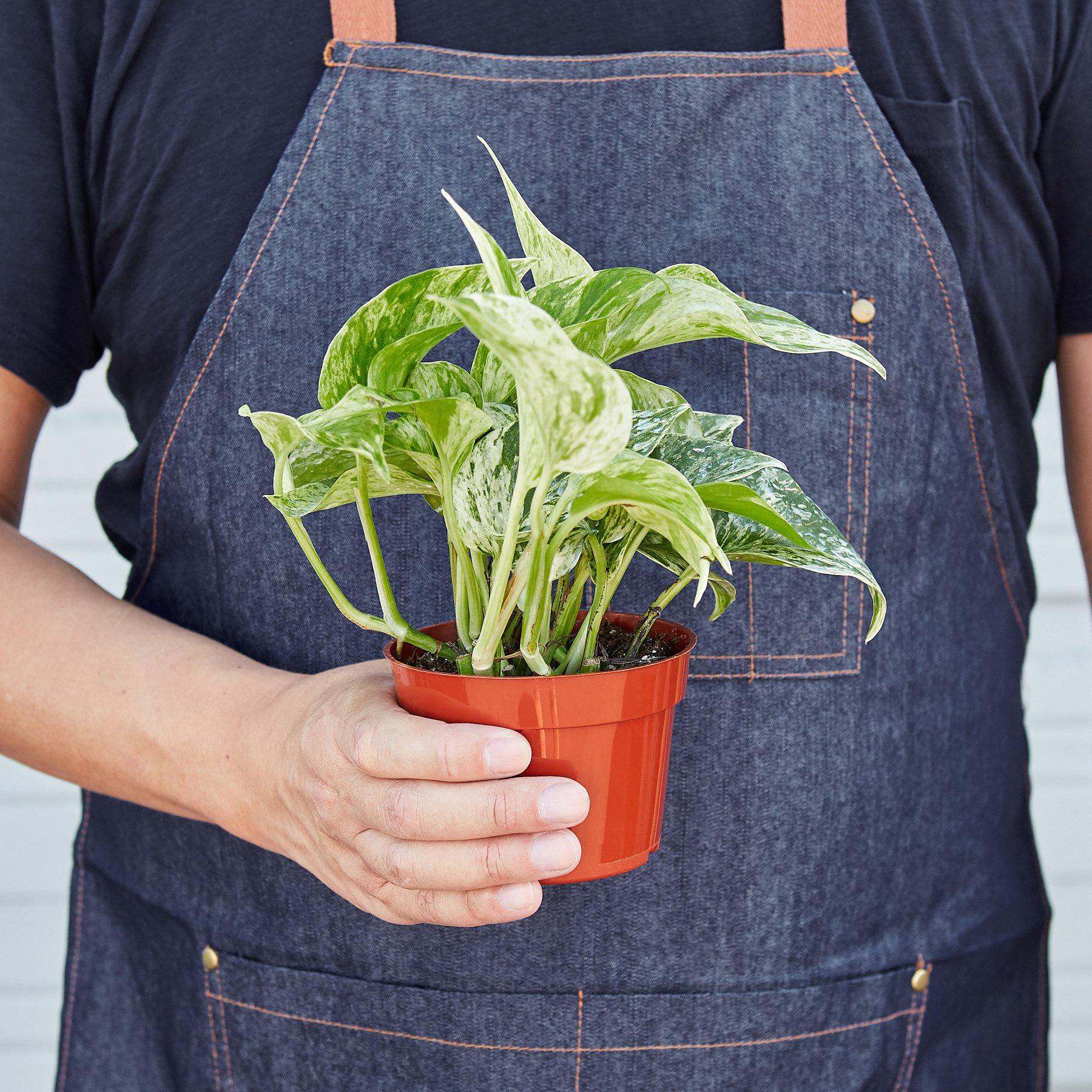 Pothos 'Marble Queen'-Indoor Plants-The Succulent Source