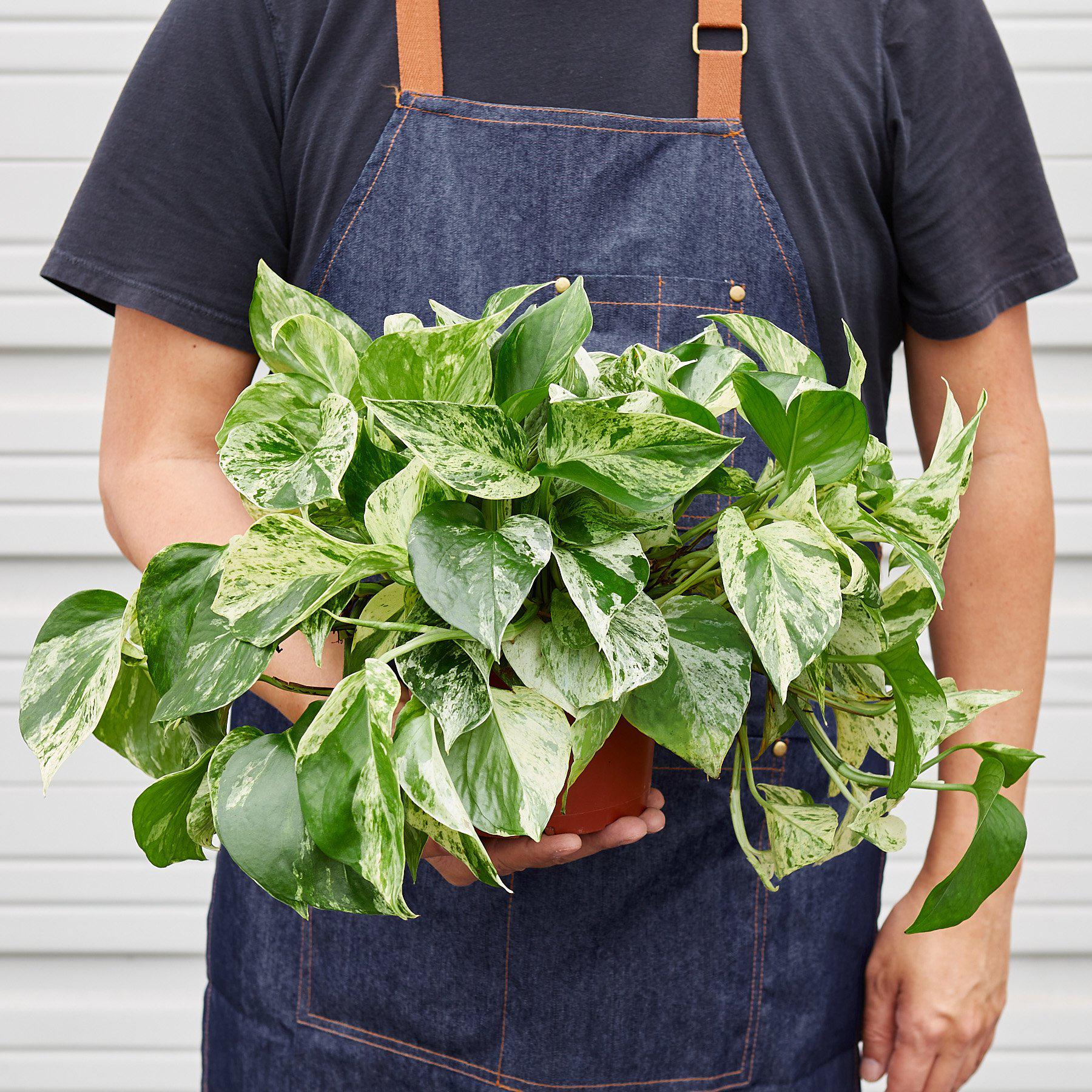 Pothos 'Marble Queen'-Indoor Plants-The Succulent Source