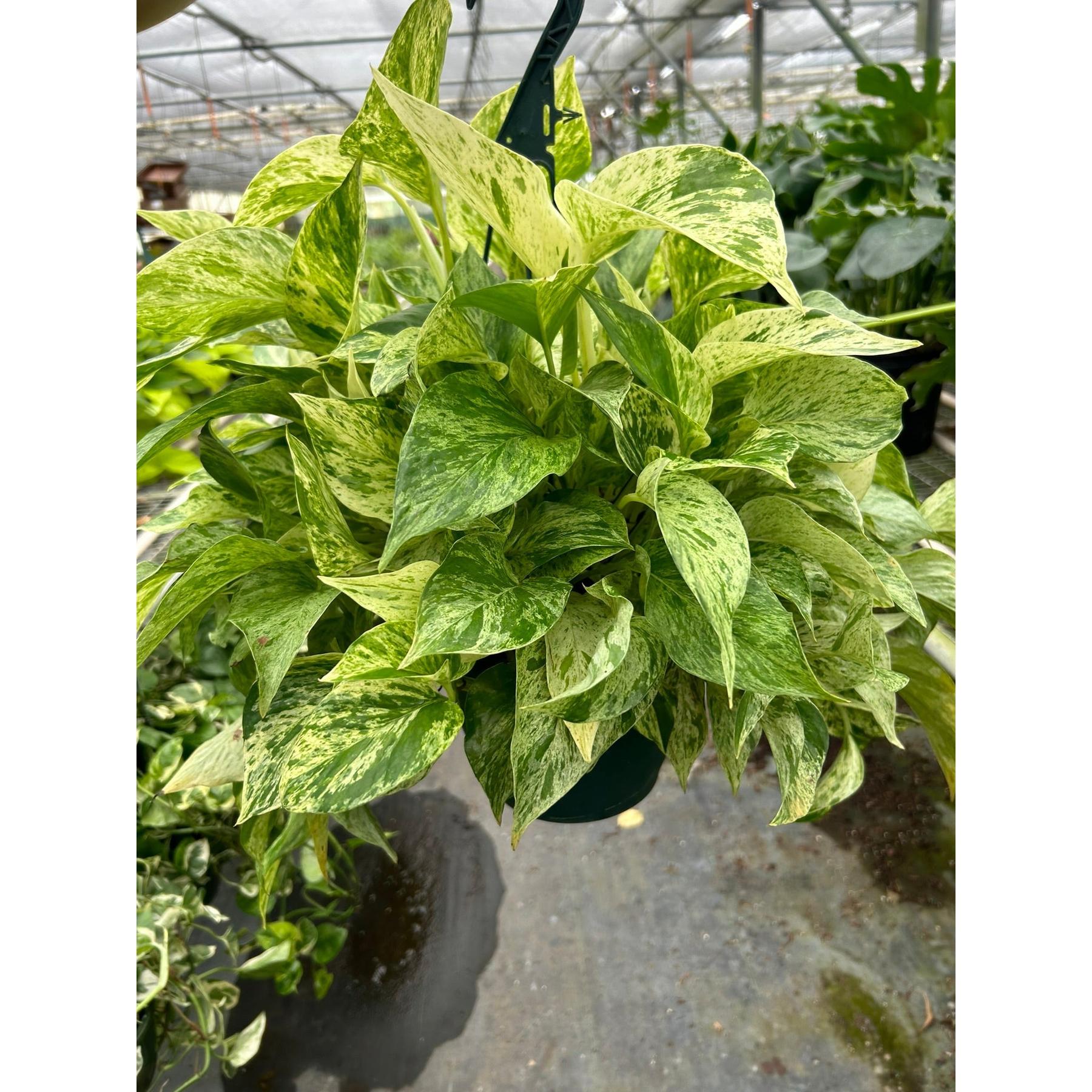 Pothos 'Marble Queen'-Indoor Plants-The Succulent Source