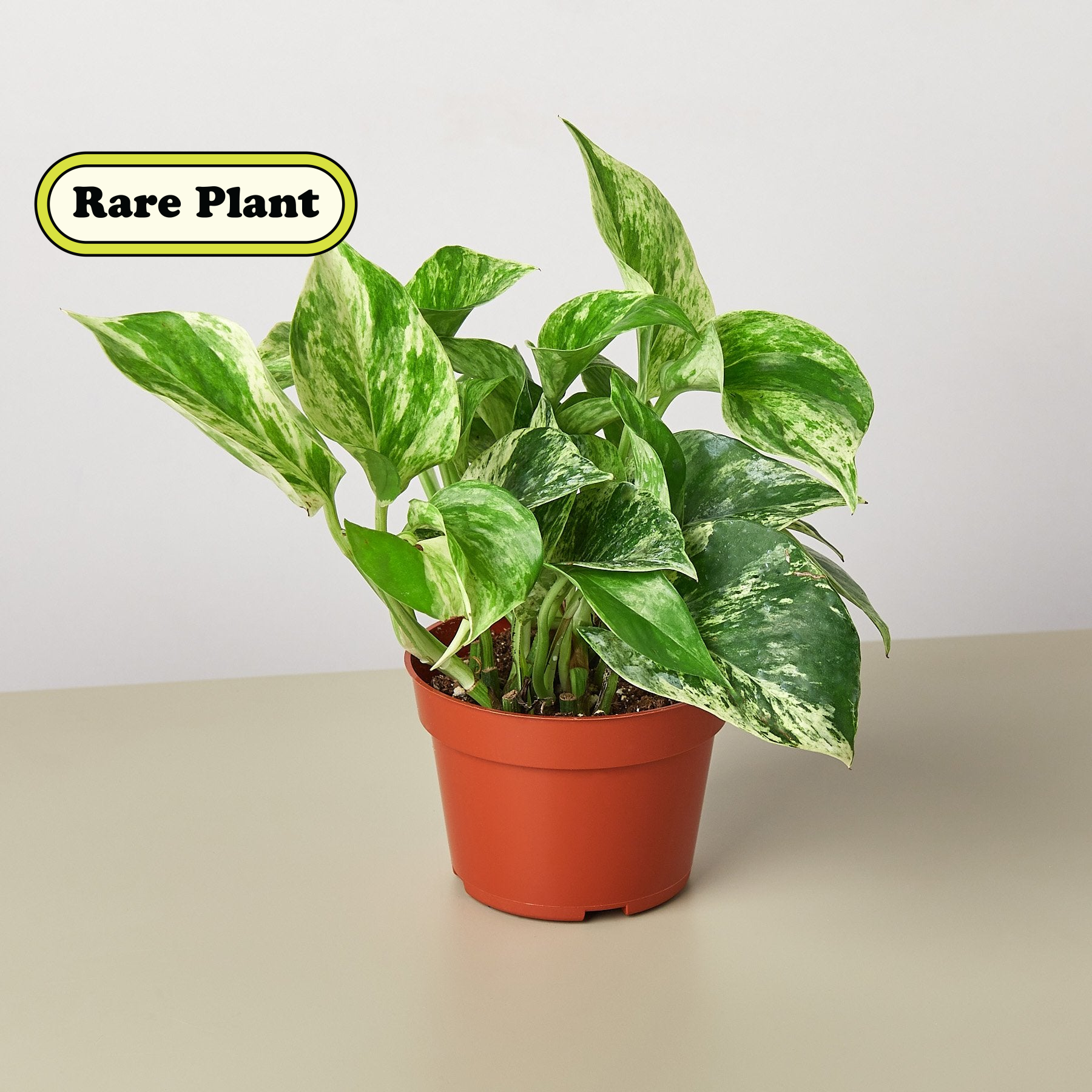 Pothos 'Marble Queen'-Indoor Plants-The Succulent Source
