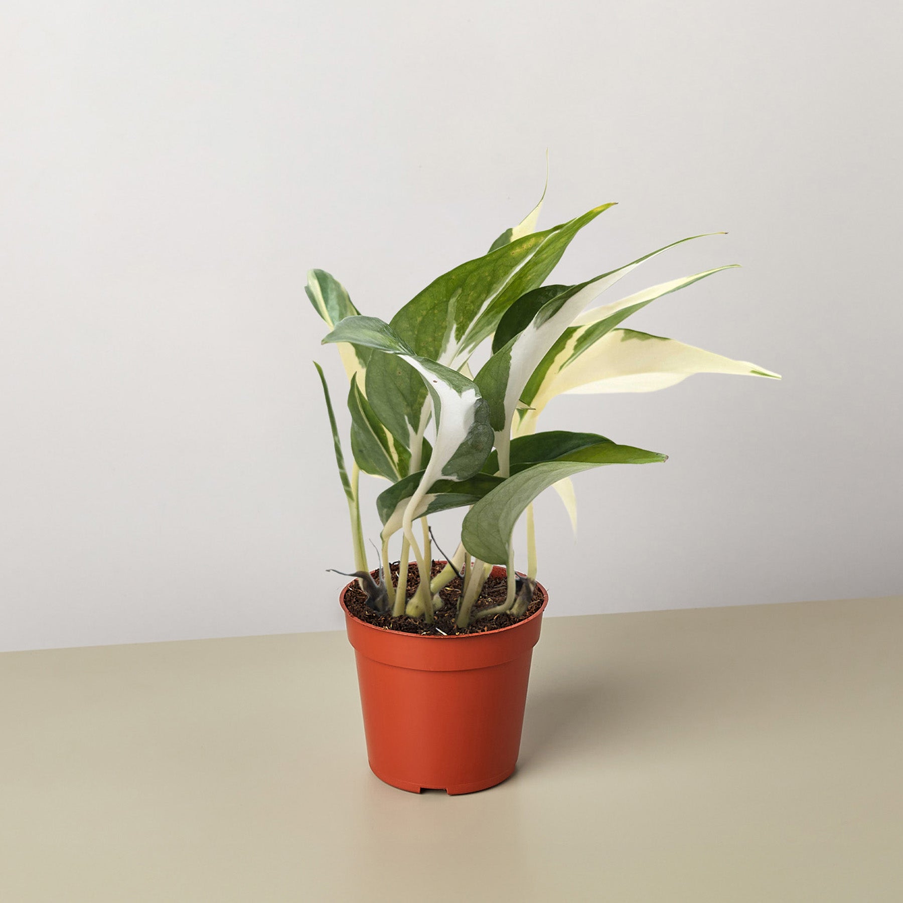 Pothos 'Mutant Manjula'-The Succulent Source