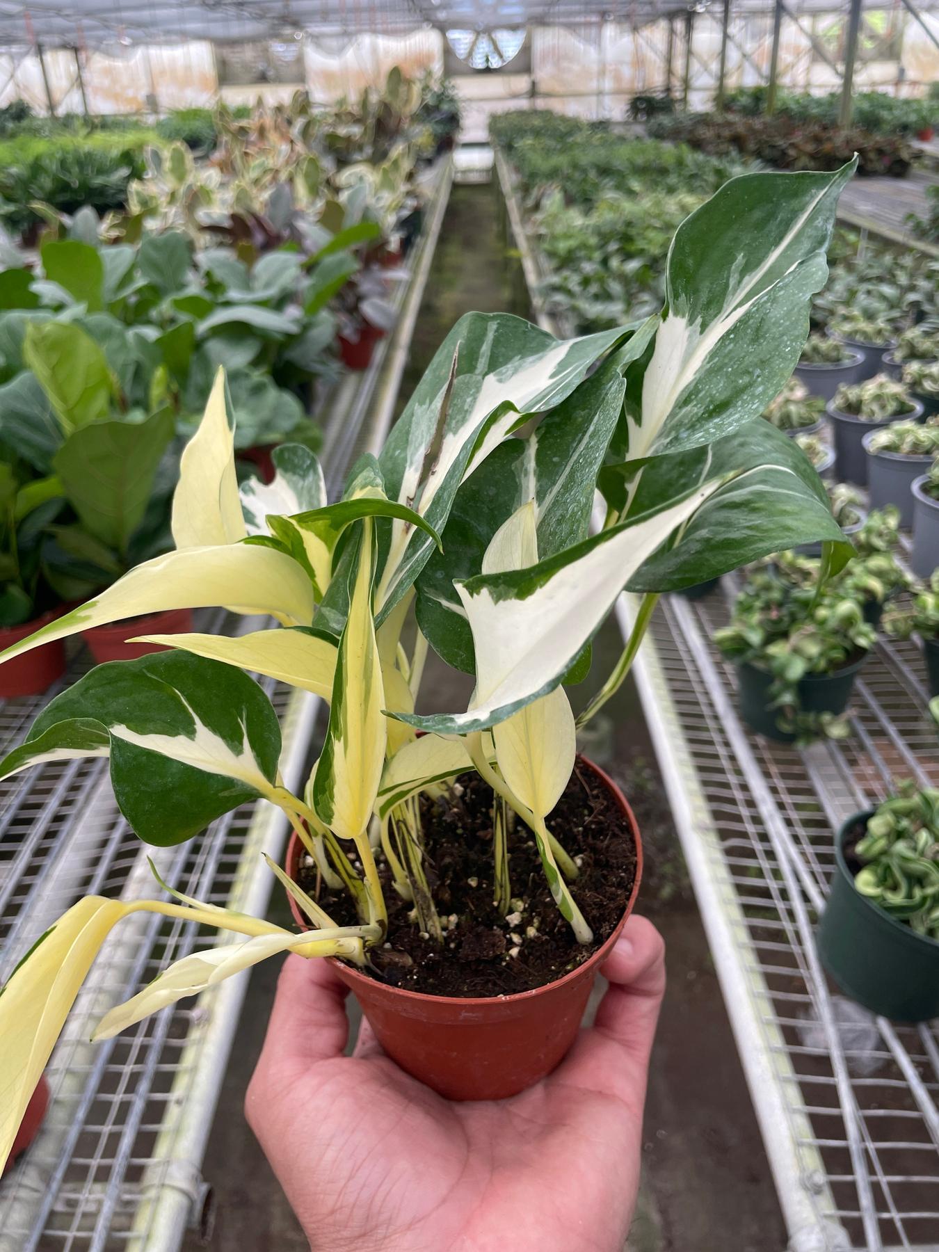 Pothos 'Mutant Manjula'-The Succulent Source