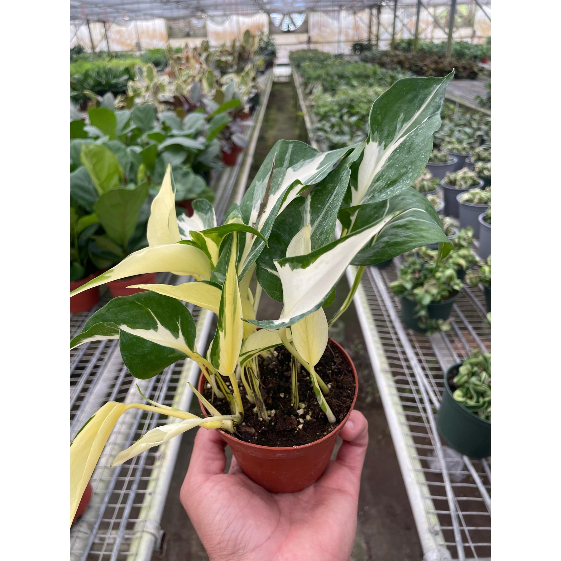 Pothos 'Mutant Manjula'-The Succulent Source