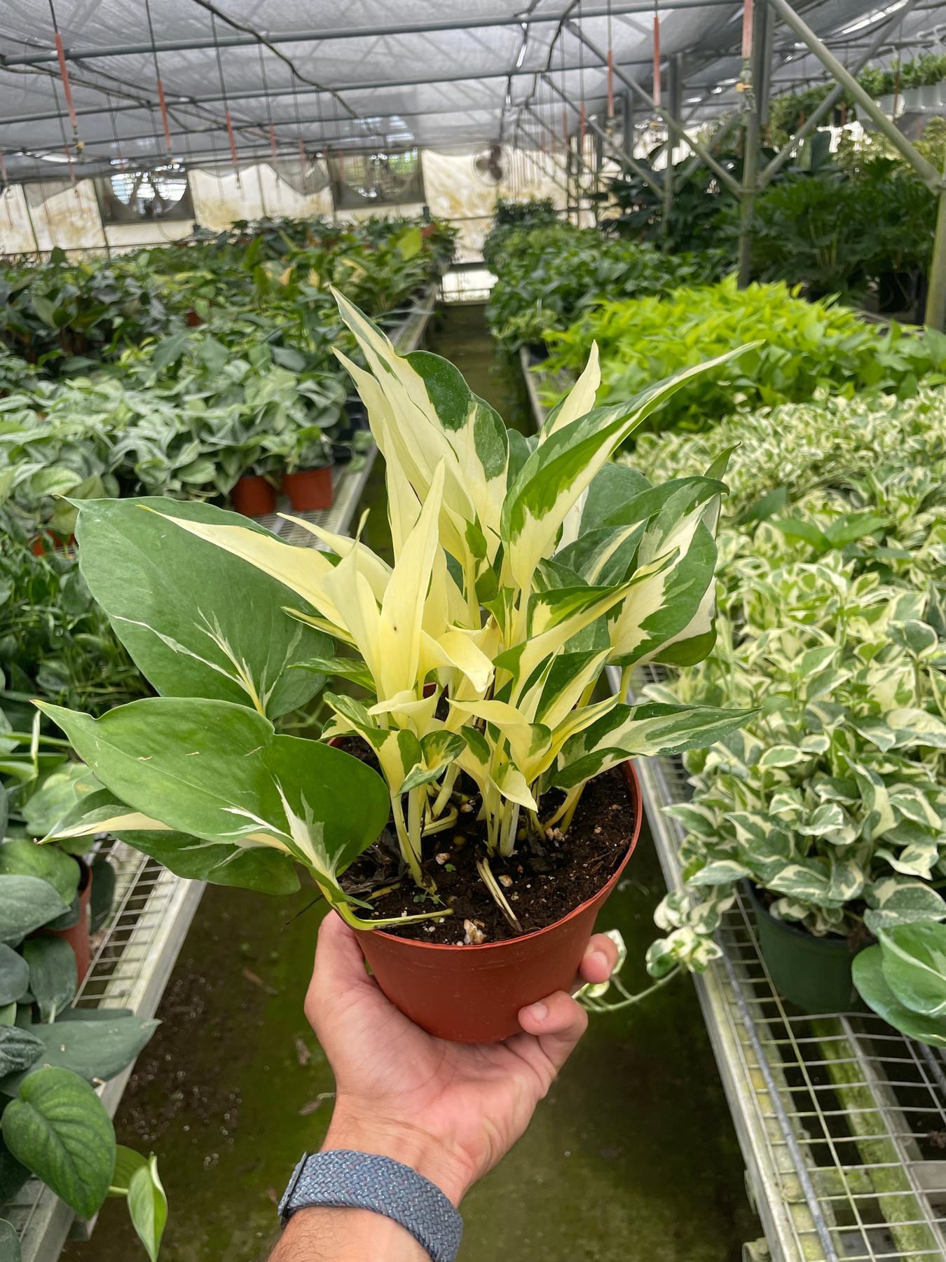 Pothos 'Mutant Manjula'-The Succulent Source