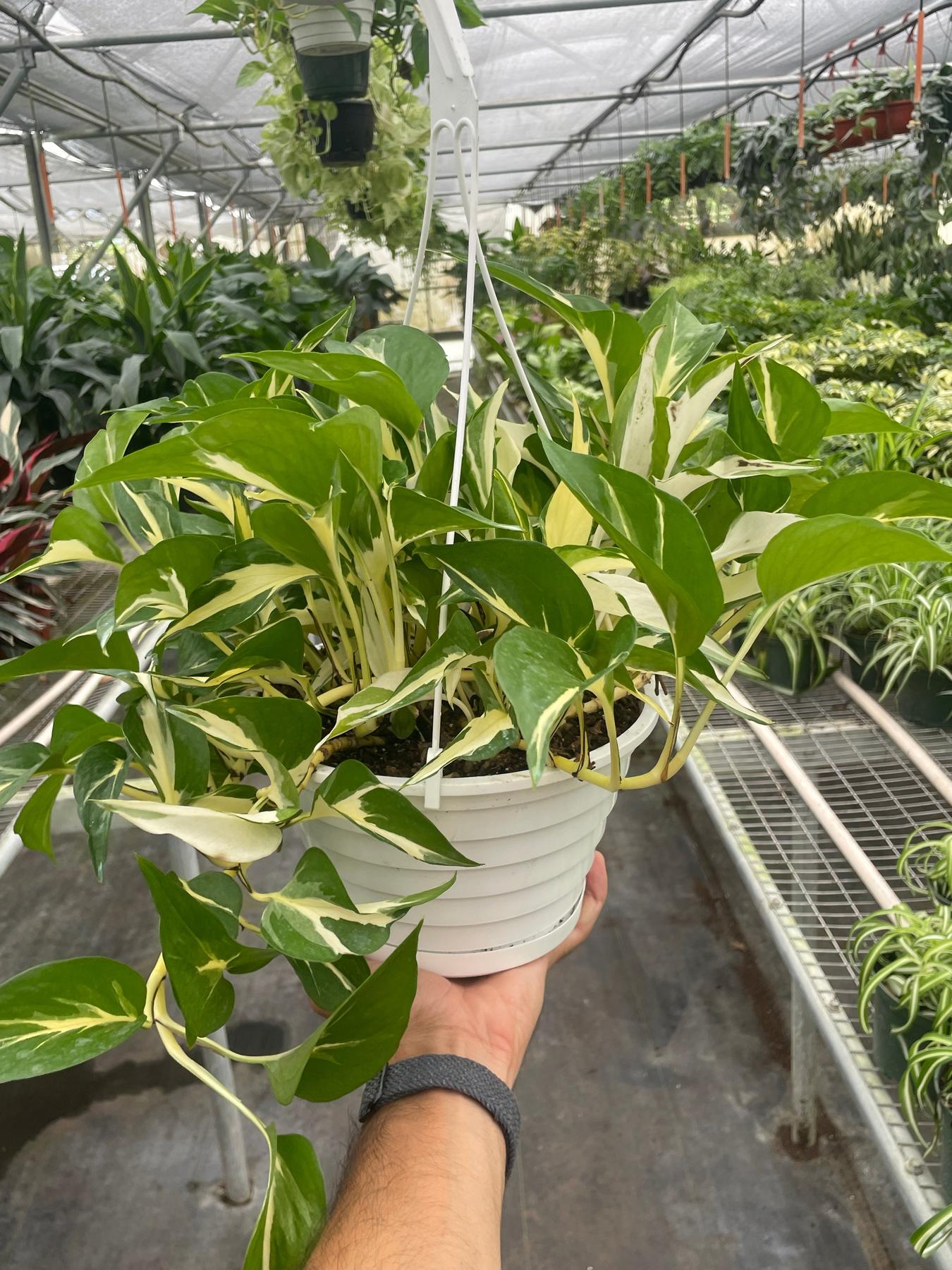 Pothos 'Mutant Manjula'-The Succulent Source