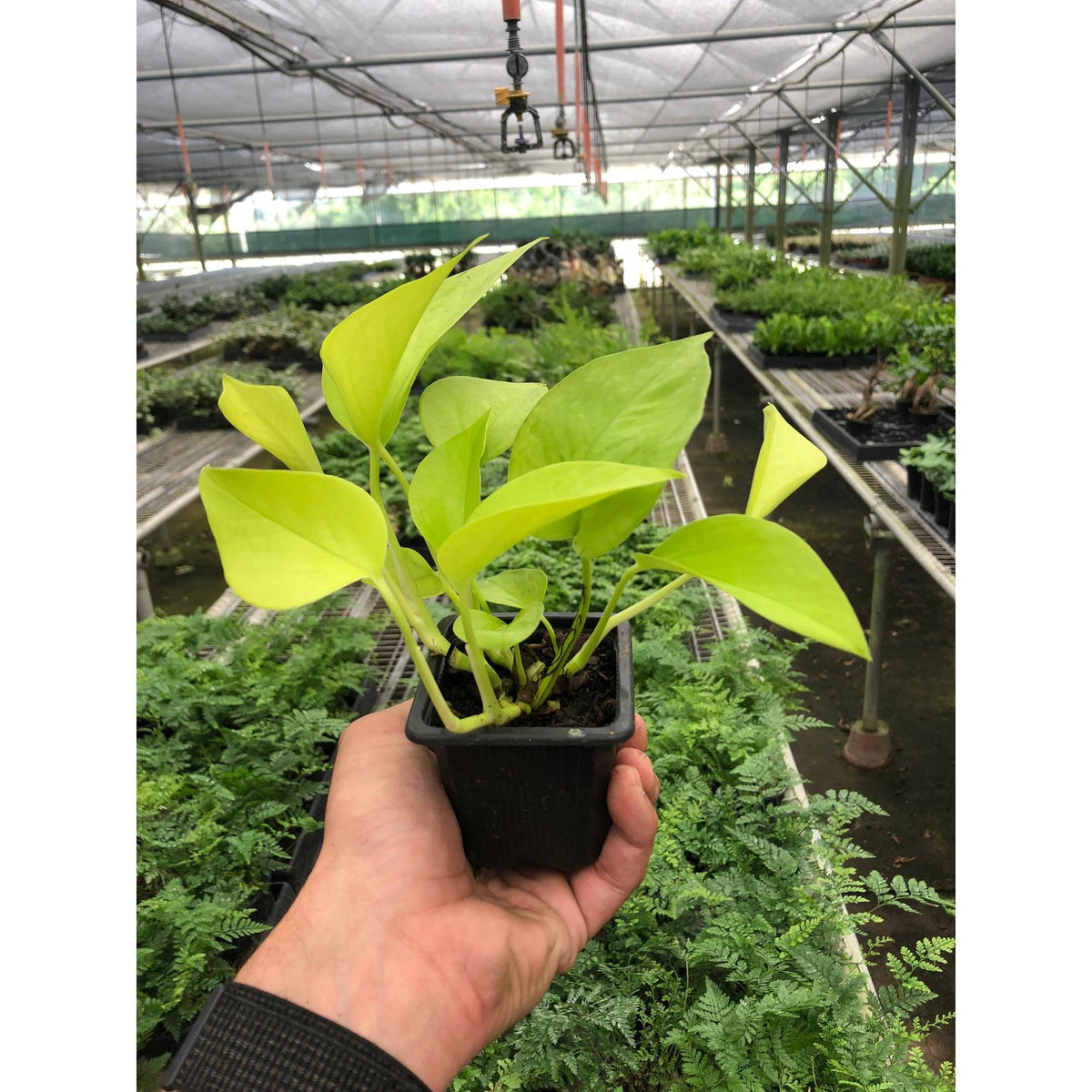 Pothos 'Neon'-Indoor Plants-The Succulent Source