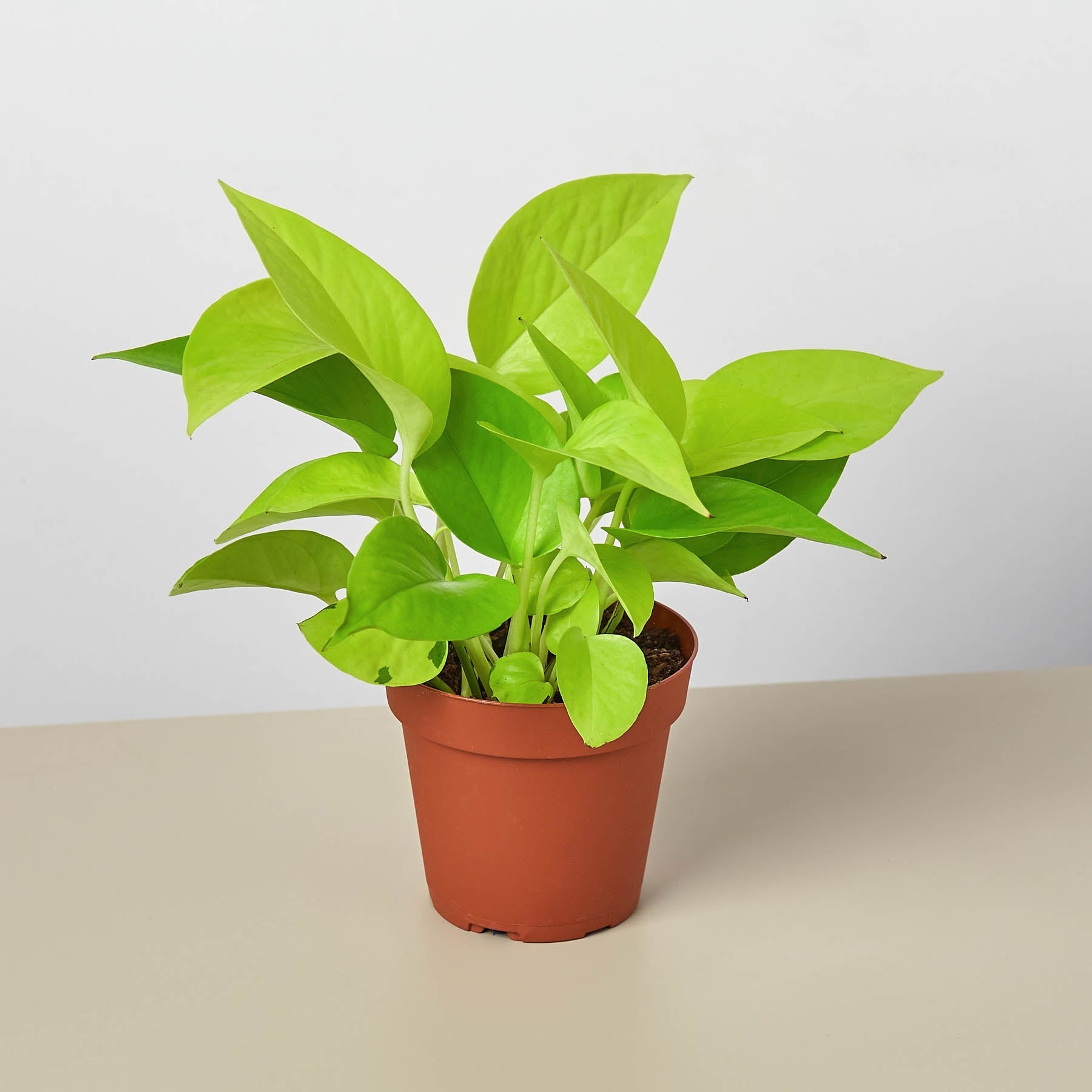 Pothos 'Neon'-Indoor Plants-The Succulent Source