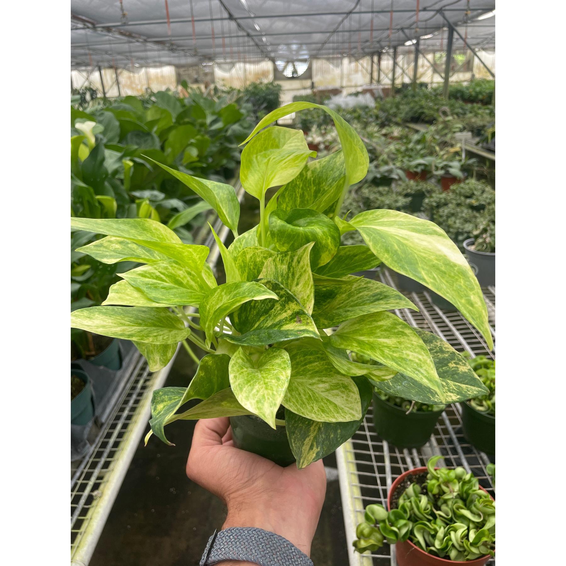 Pothos 'Neon Queen'-Indoor Plants-The Succulent Source