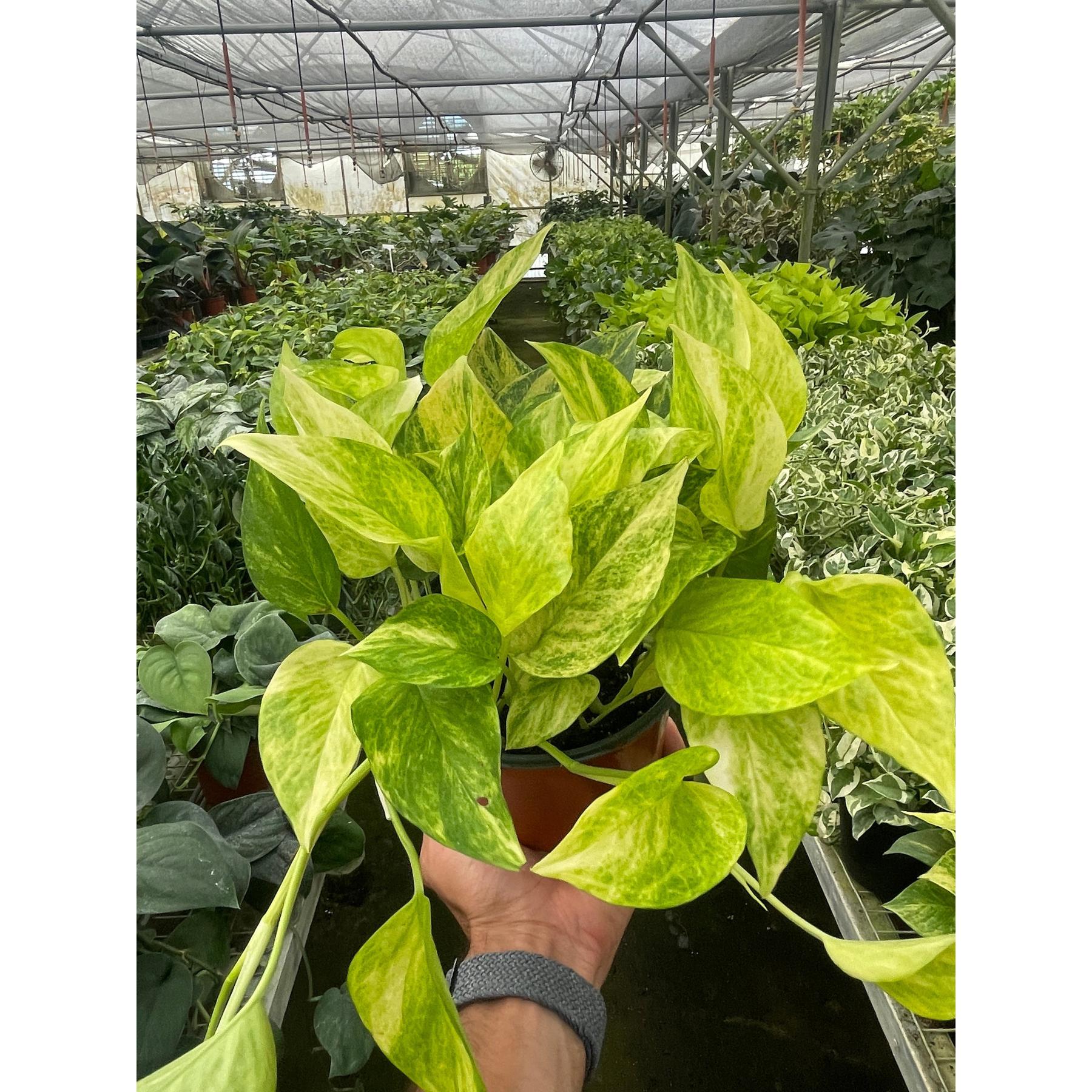 Pothos 'Neon Queen'-Indoor Plants-The Succulent Source
