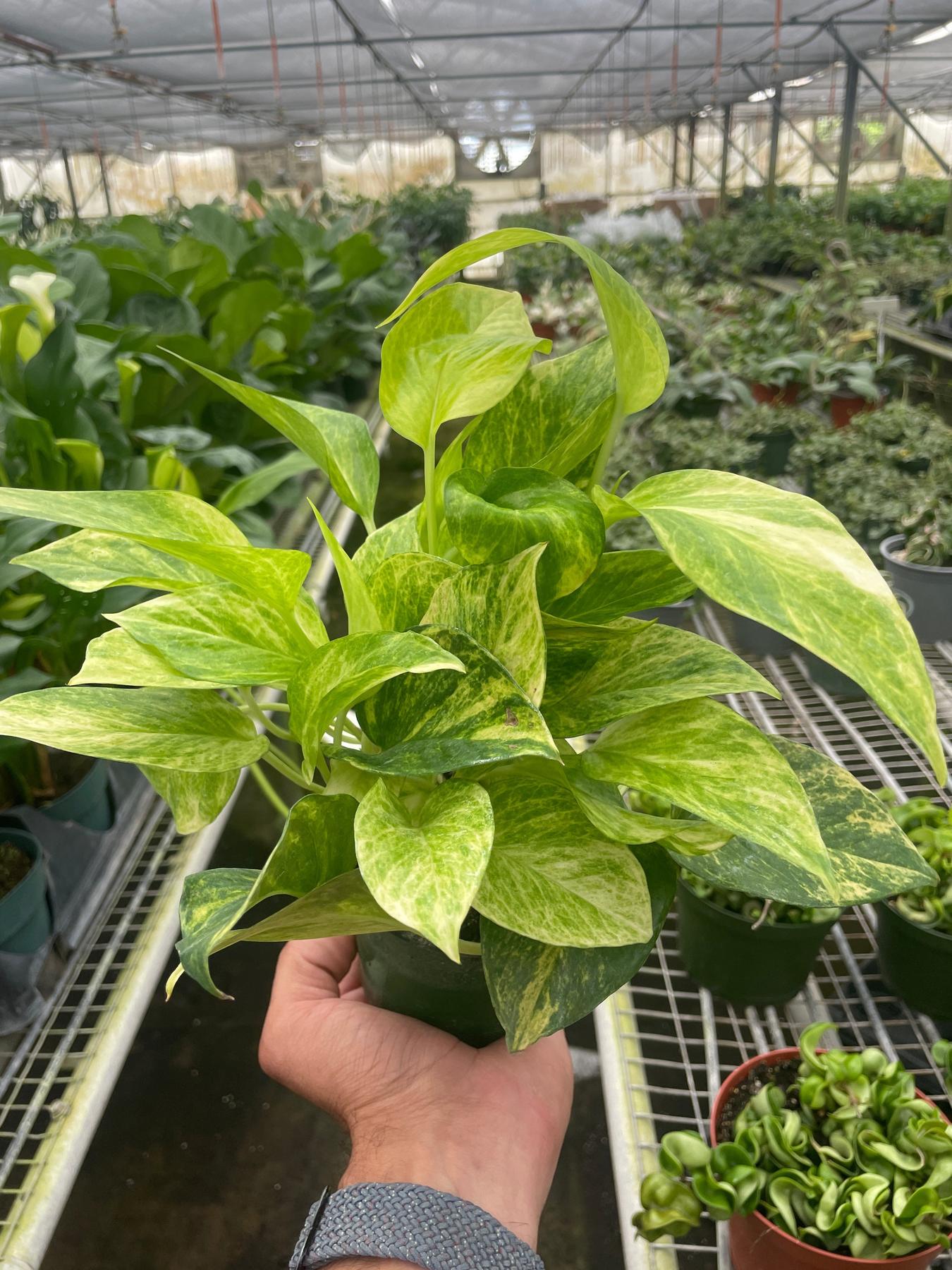 Pothos 'Neon Queen'-Indoor Plants-The Succulent Source