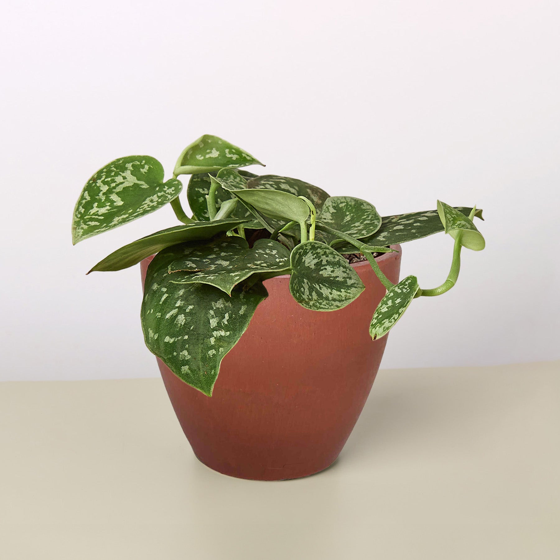 Pothos 'Satin'-Indoor Plants-The Succulent Source