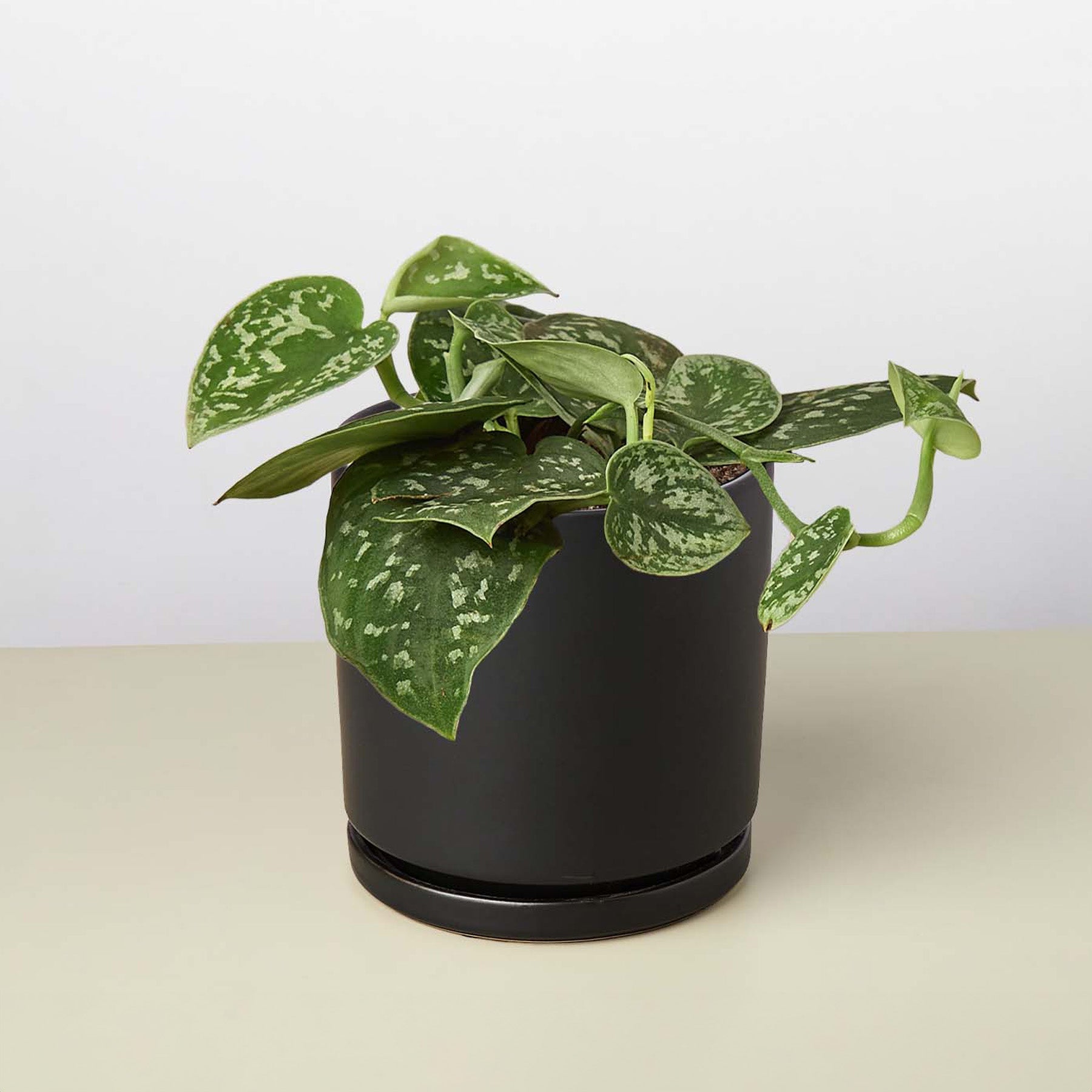 Pothos 'Satin'-Indoor Plants-The Succulent Source