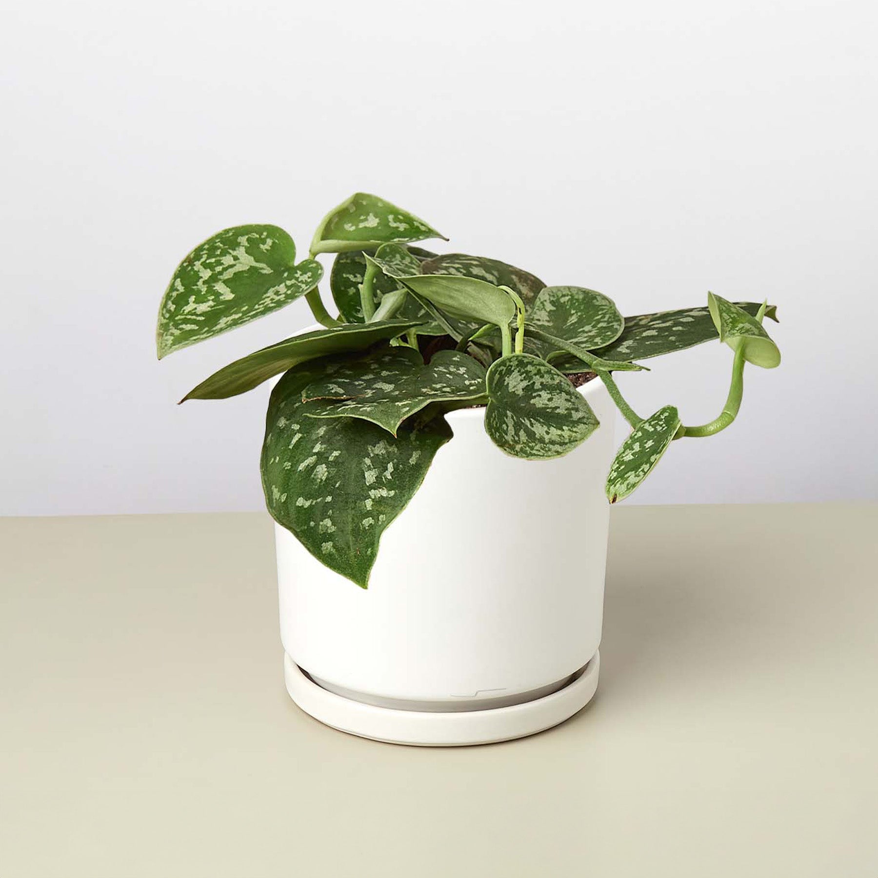 Pothos 'Satin'-Indoor Plants-The Succulent Source