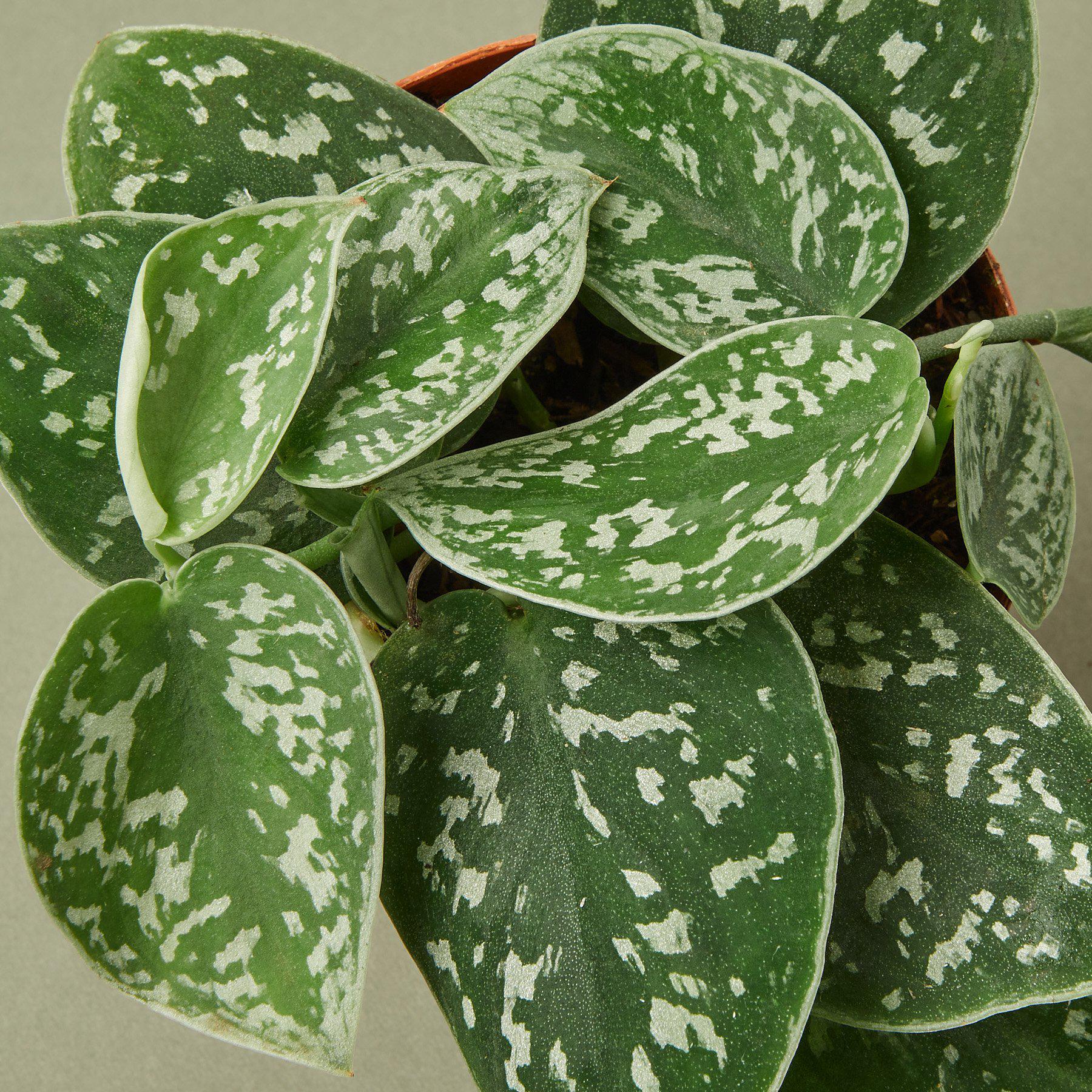 Pothos 'Satin'-Indoor Plants-The Succulent Source