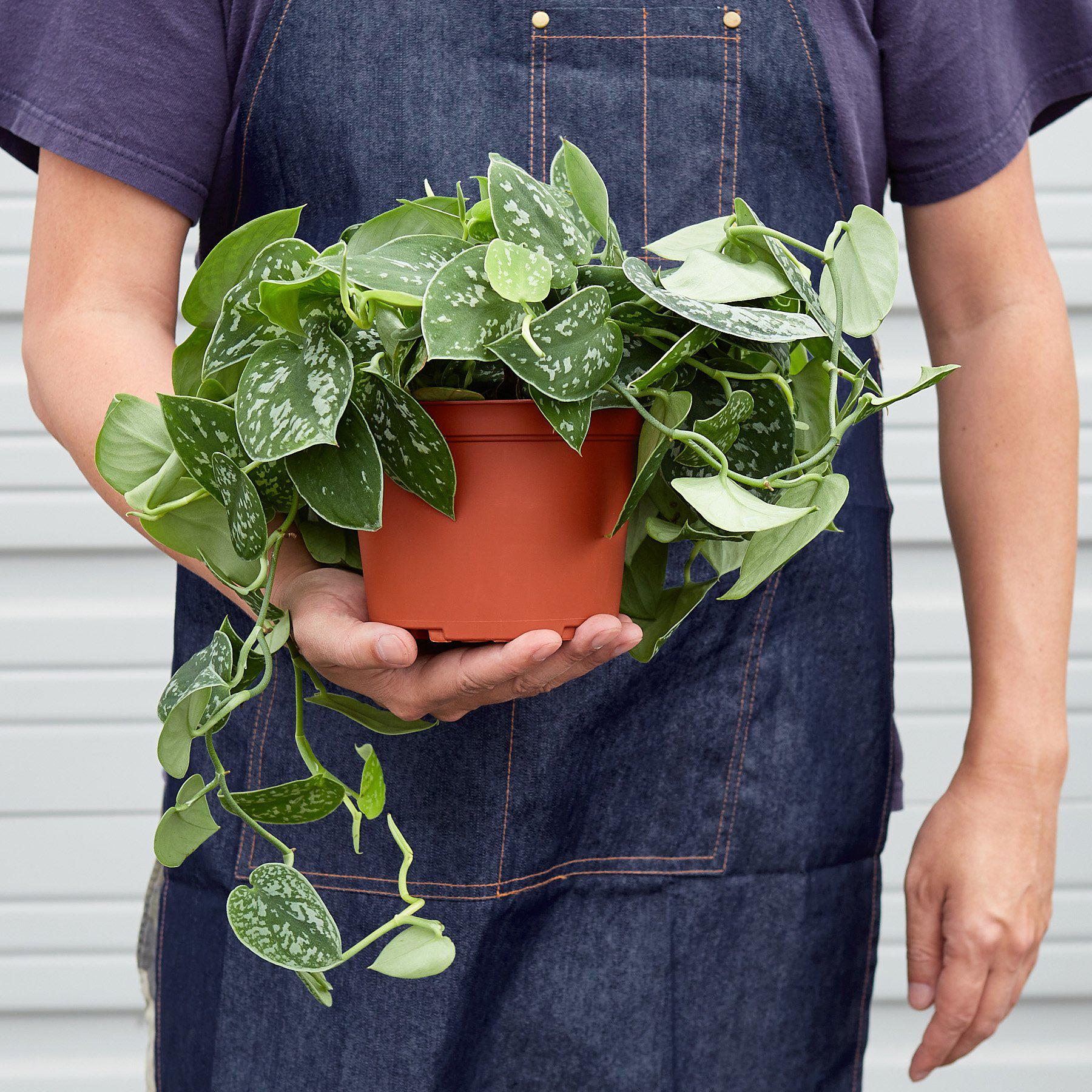 Pothos 'Satin'-Indoor Plants-The Succulent Source