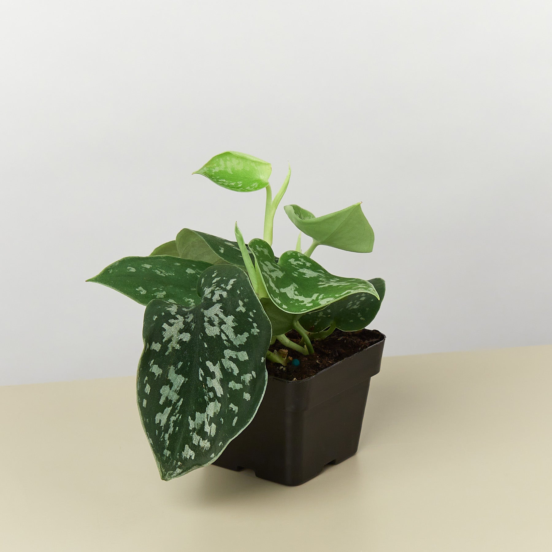Pothos 'Satin'-Indoor Plants-The Succulent Source