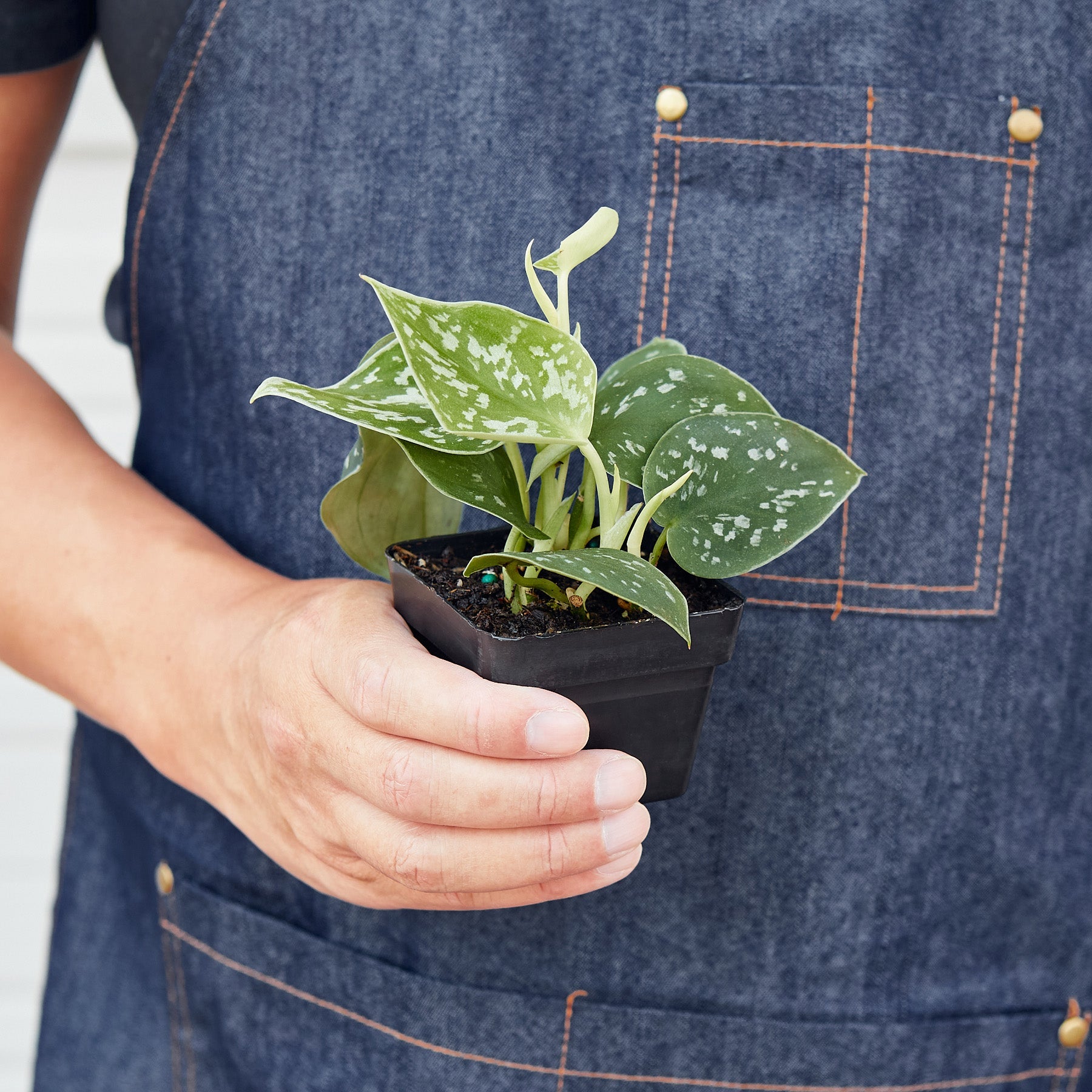 Pothos 'Satin'-Indoor Plants-The Succulent Source