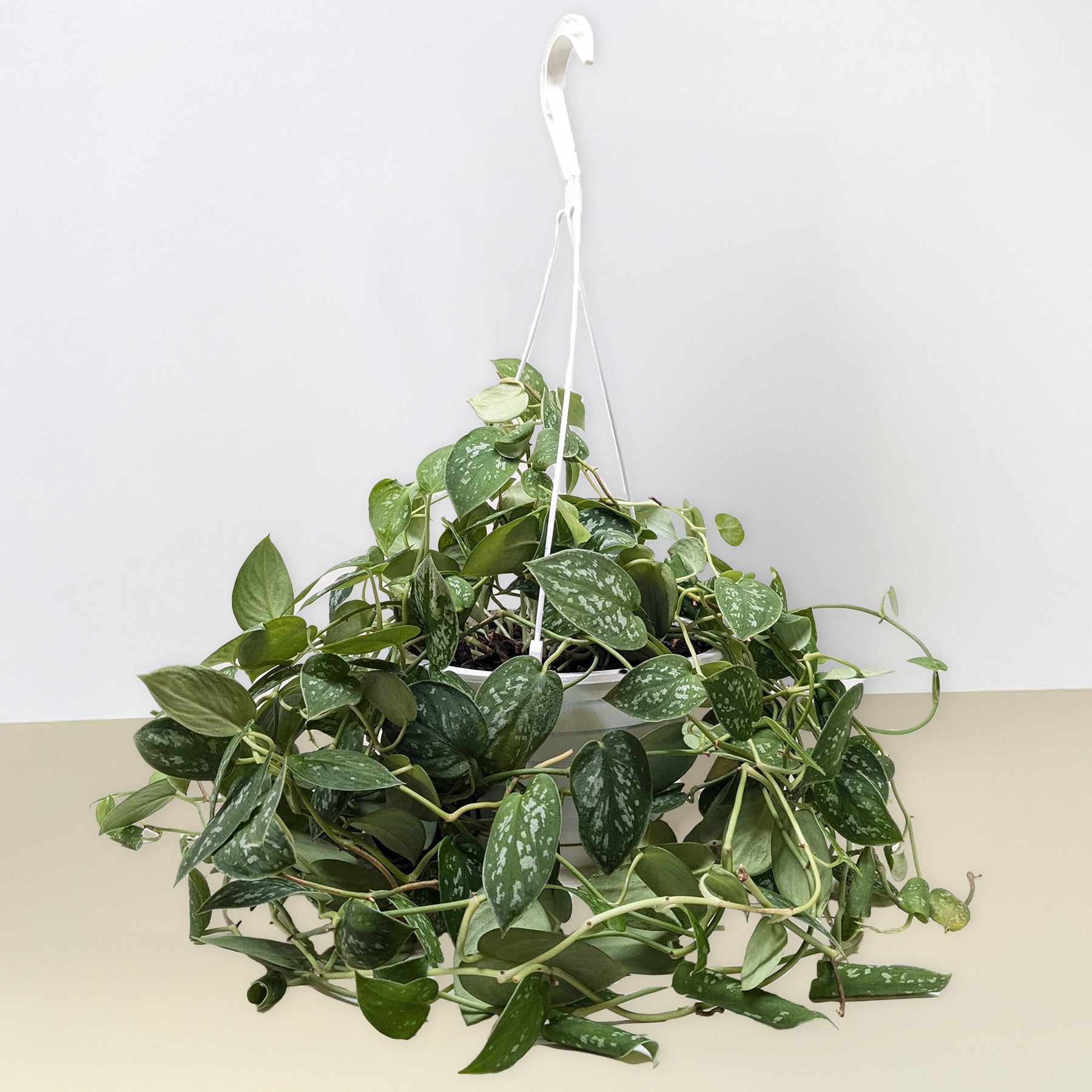 Pothos 'Satin'-Indoor Plants-The Succulent Source
