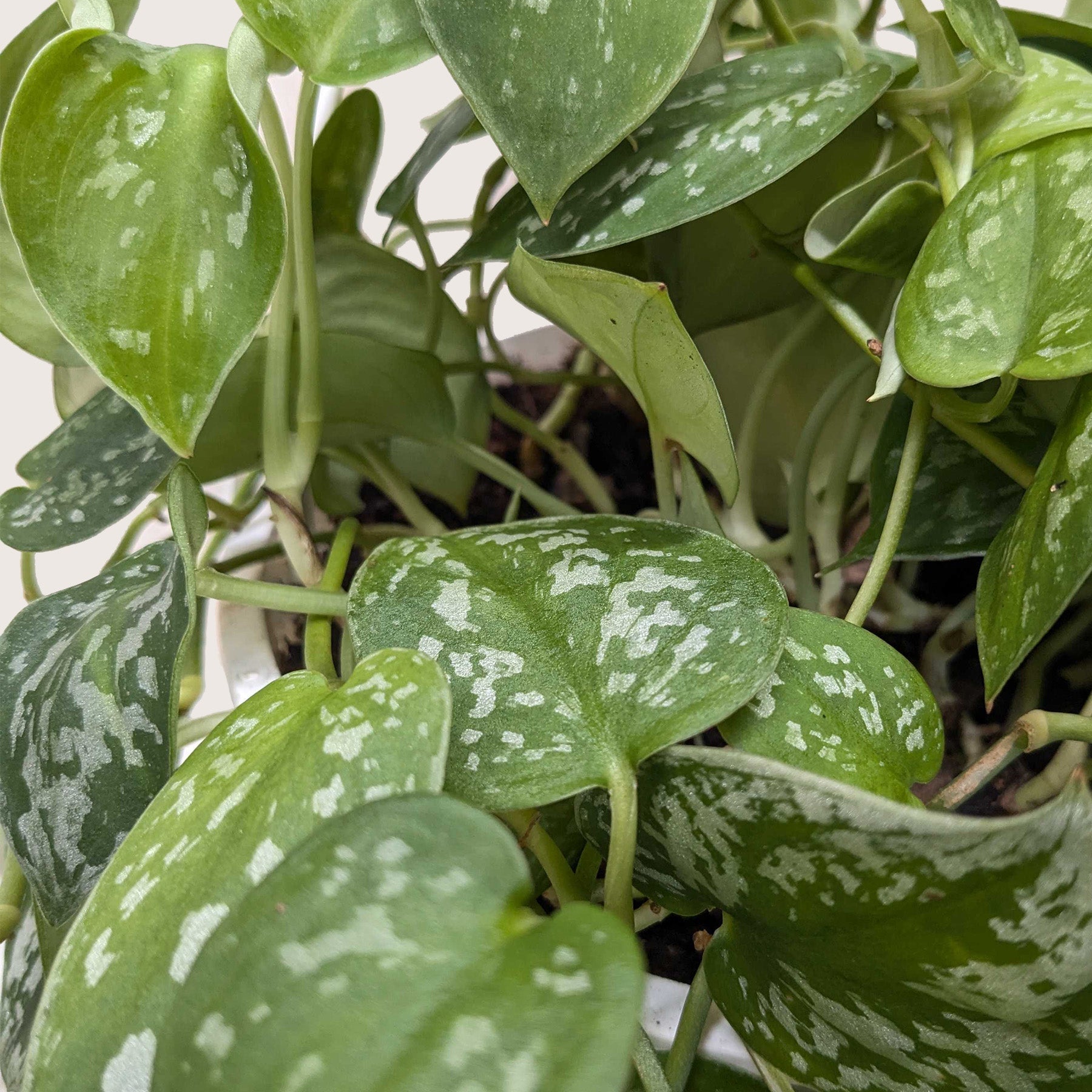 Pothos 'Satin'-Indoor Plants-The Succulent Source