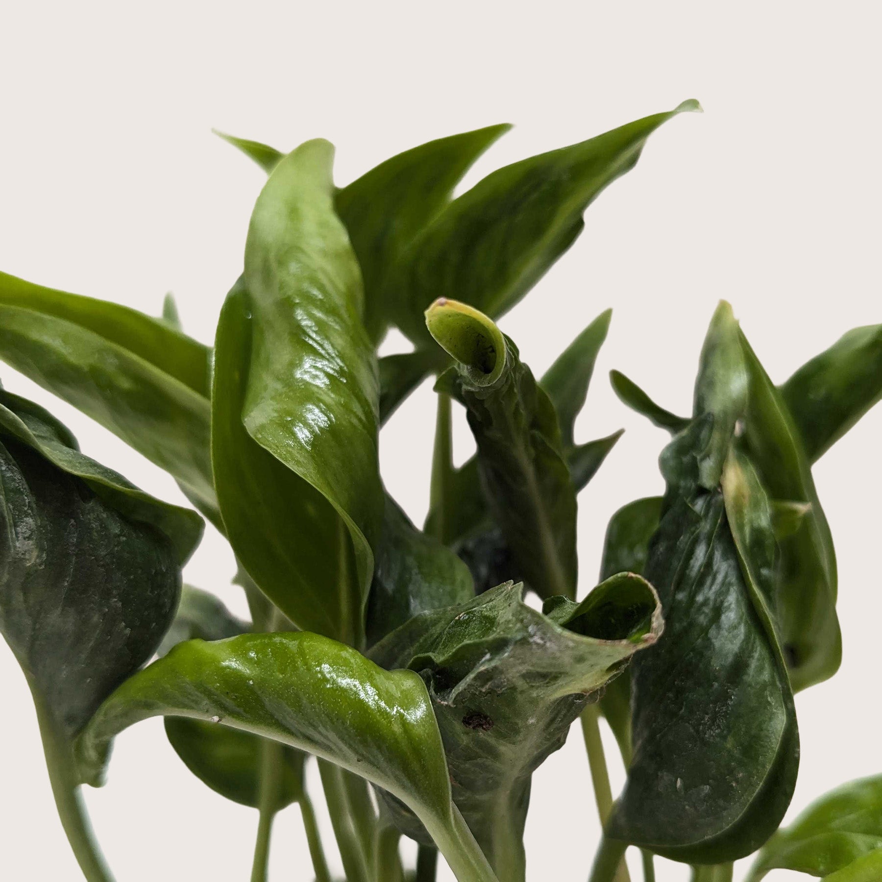 Pothos 'Shangri La'-The Succulent Source