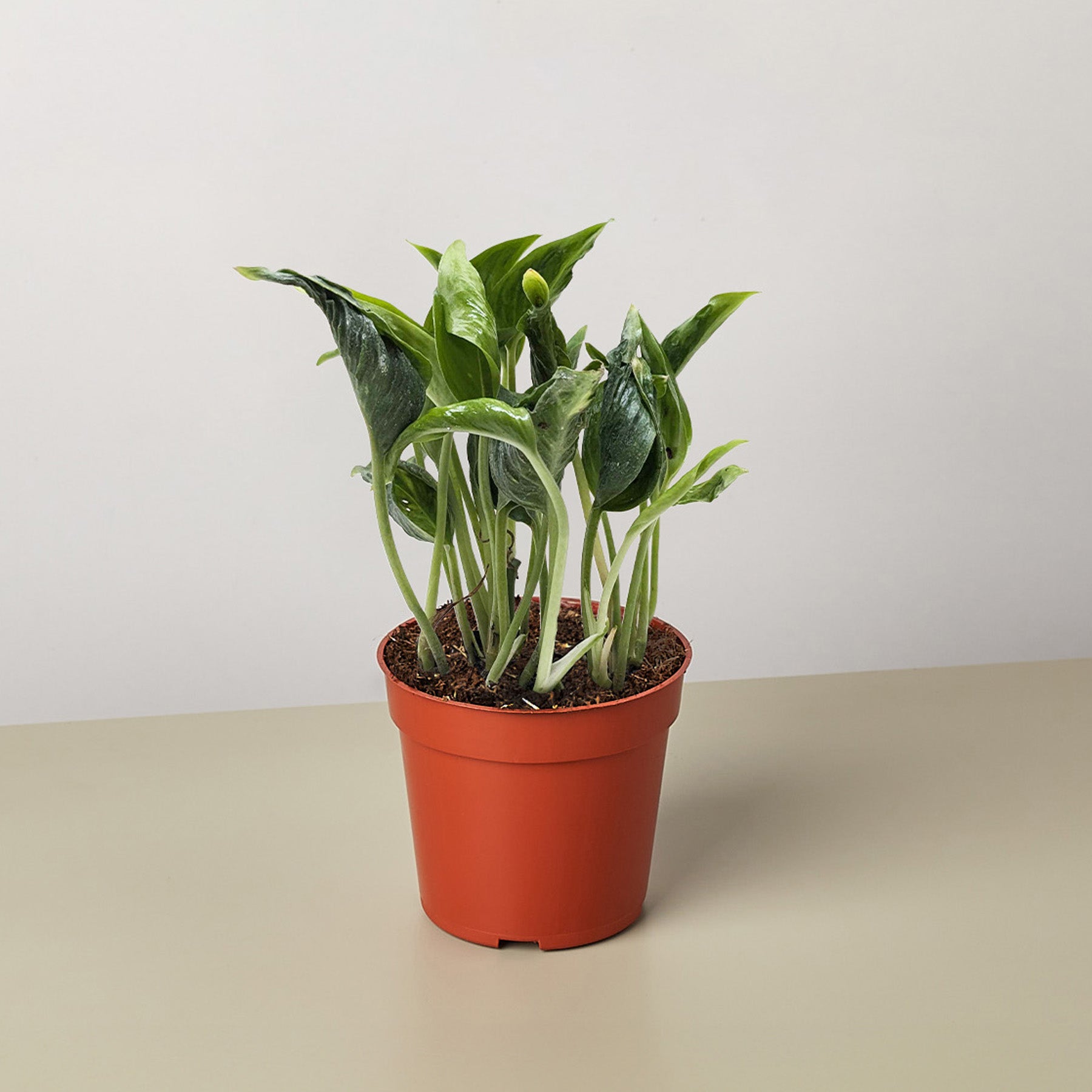 Pothos 'Shangri La'-The Succulent Source