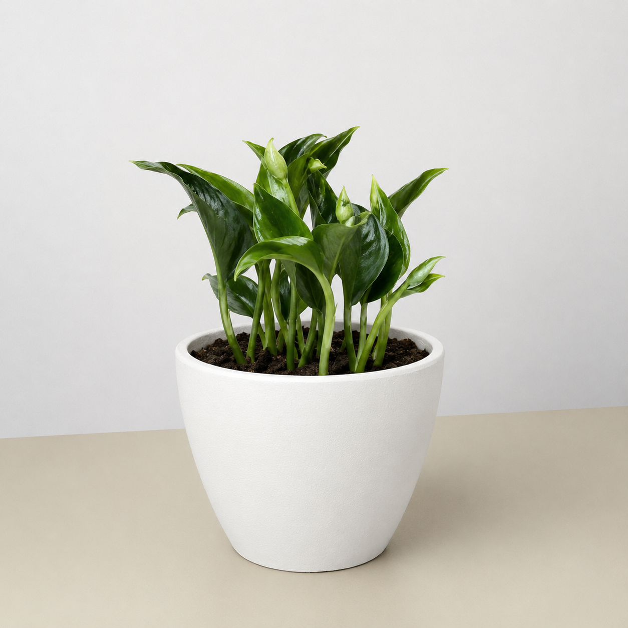 Pothos 'Shangri La'-The Succulent Source