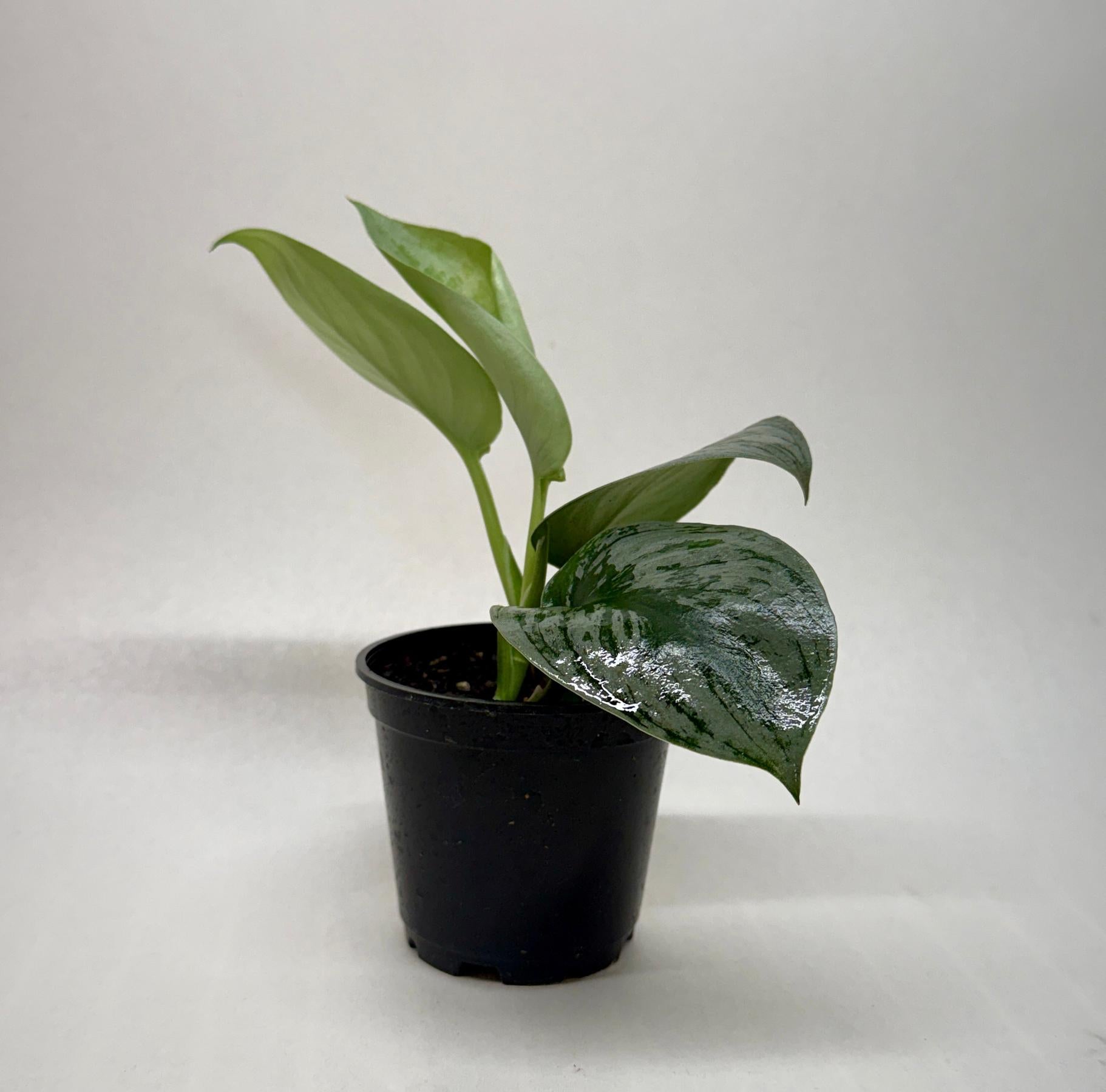 Pothos 'Silver Splash'-Indoor Plants-The Succulent Source