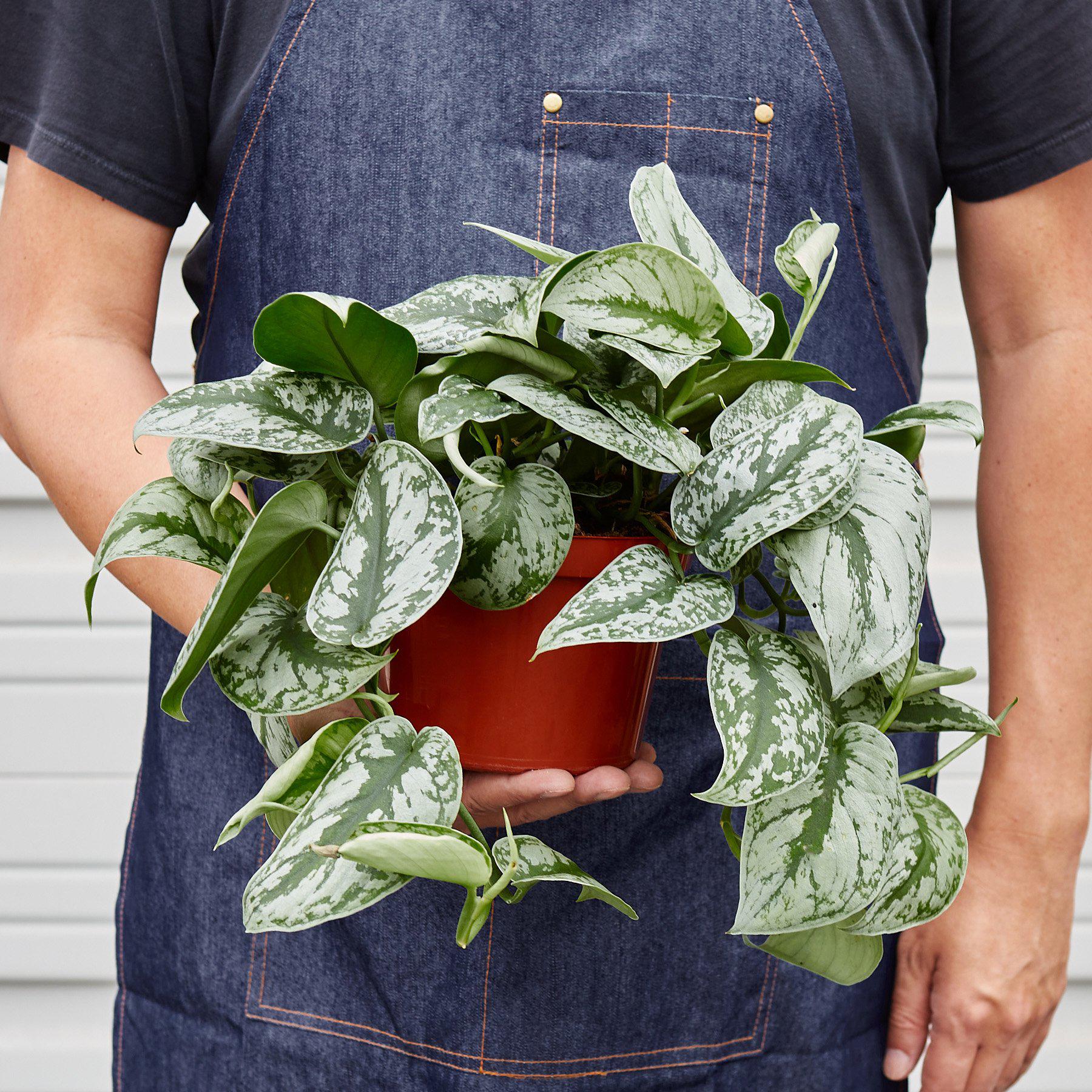 Pothos 'Silver Splash'-Indoor Plants-The Succulent Source