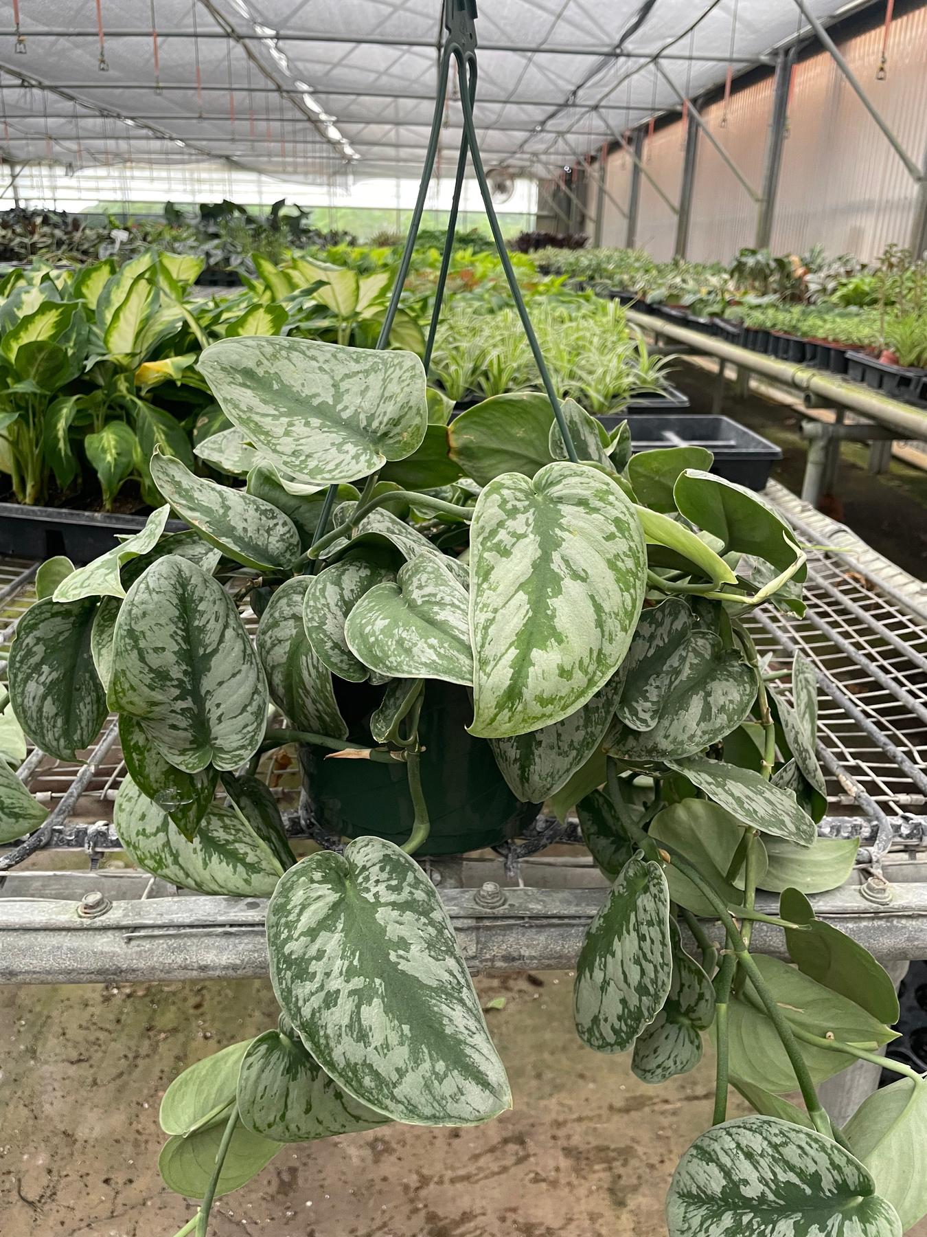 Pothos 'Silver Splash'-Indoor Plants-The Succulent Source