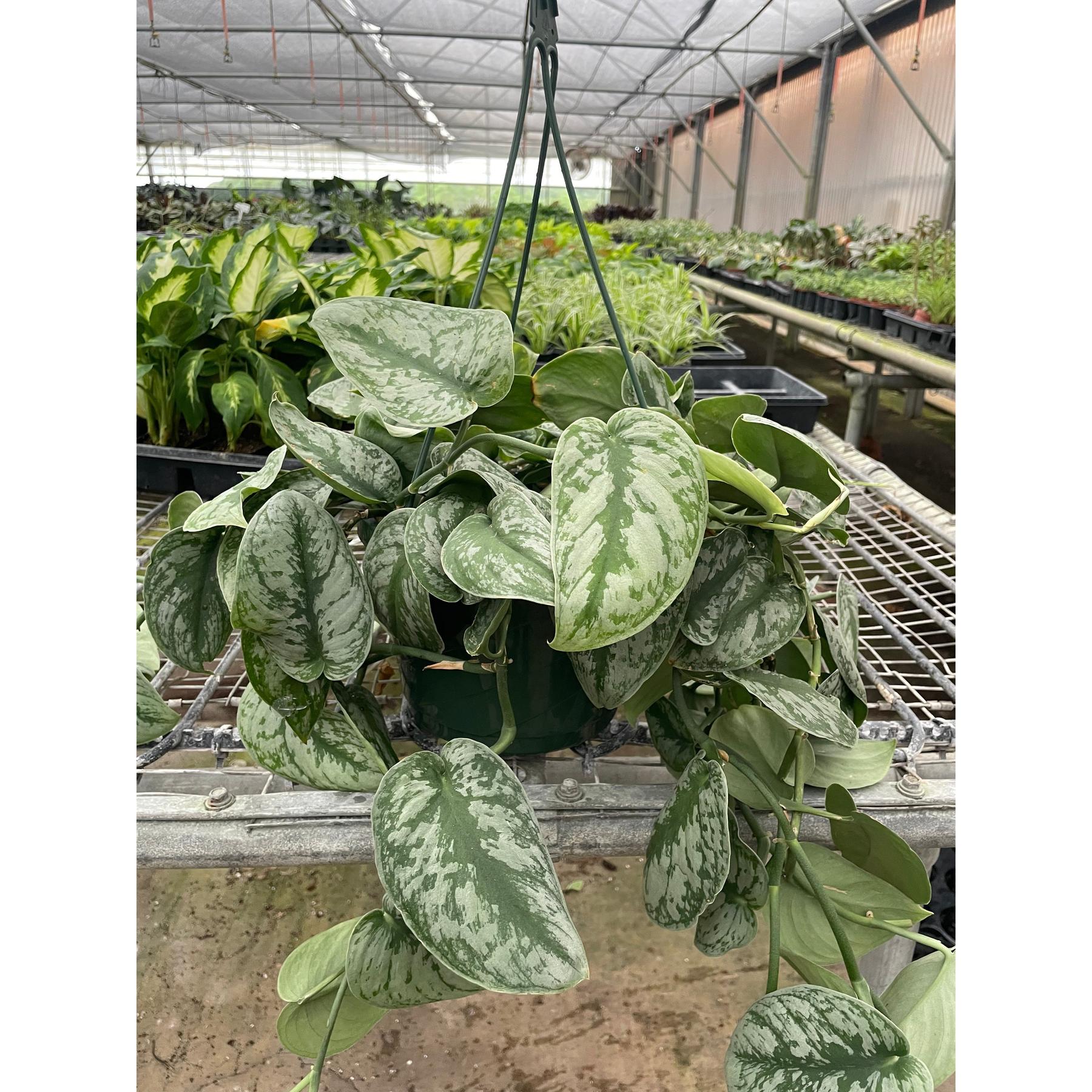 Pothos 'Silver Splash'-Indoor Plants-The Succulent Source