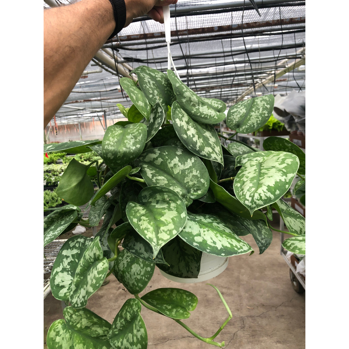 Pothos 'Silver Splash'-Indoor Plants-The Succulent Source
