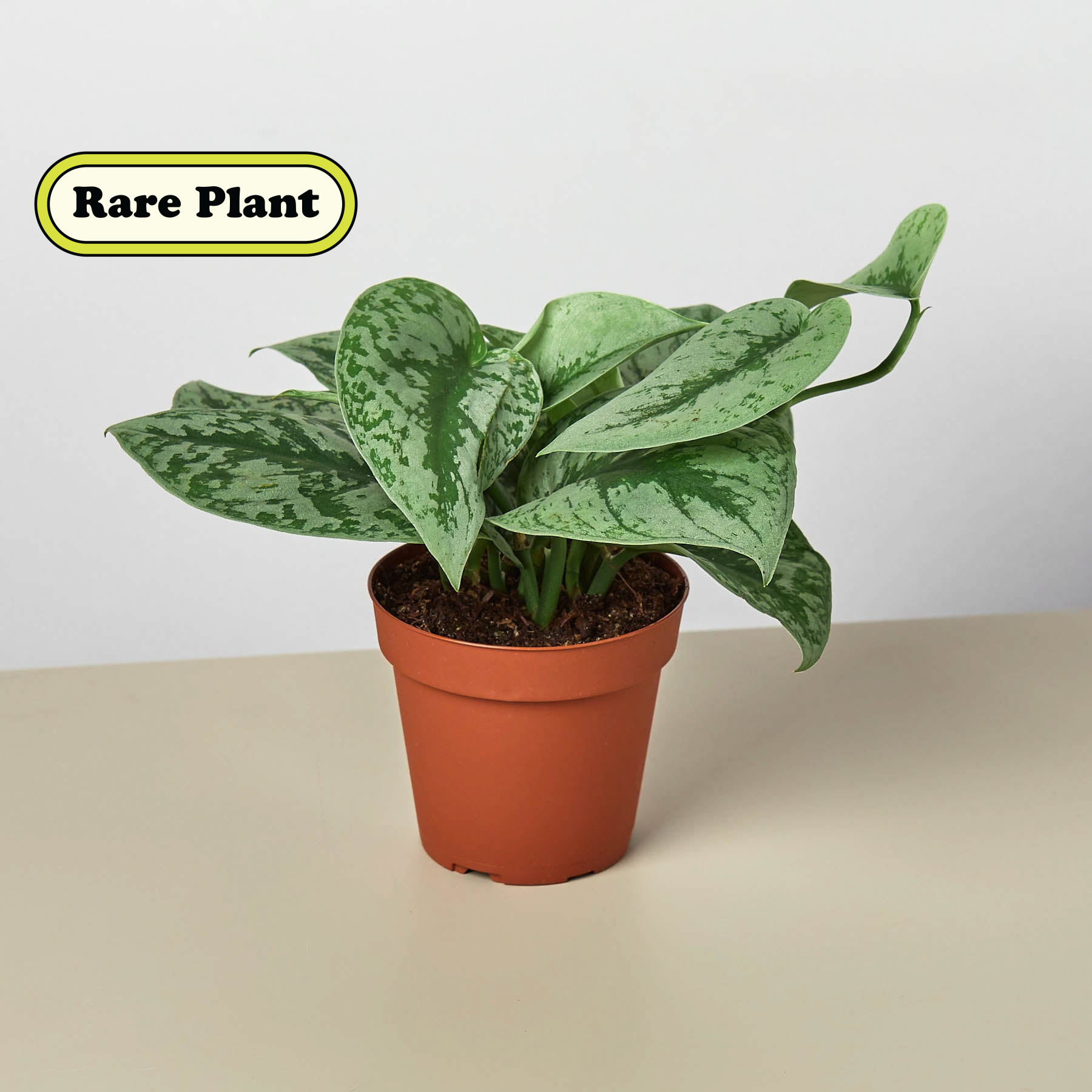 Pothos 'Silver Splash'-Indoor Plants-The Succulent Source