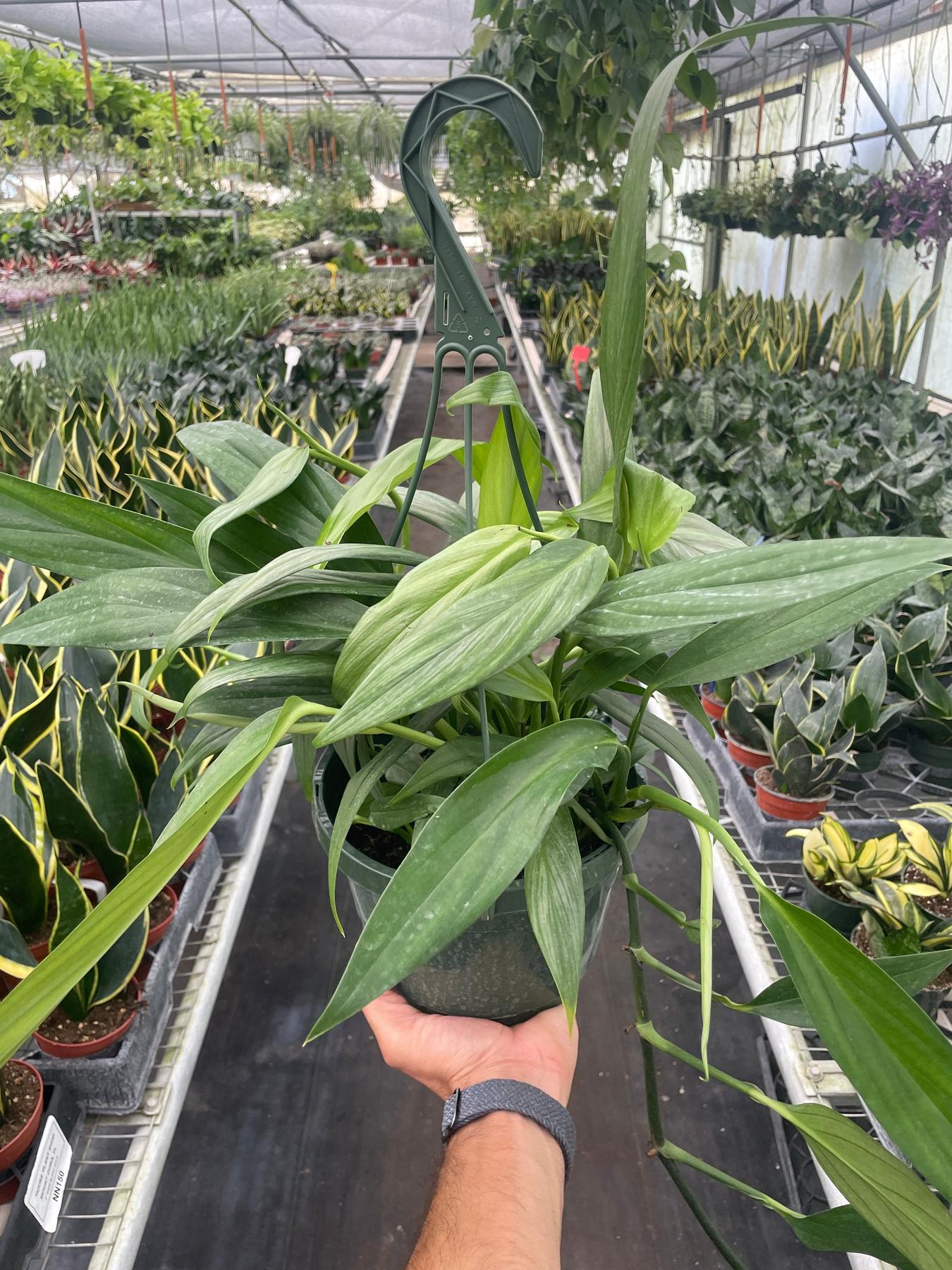 Pothos 'Silver Streak'-Indoor Plants-The Succulent Source