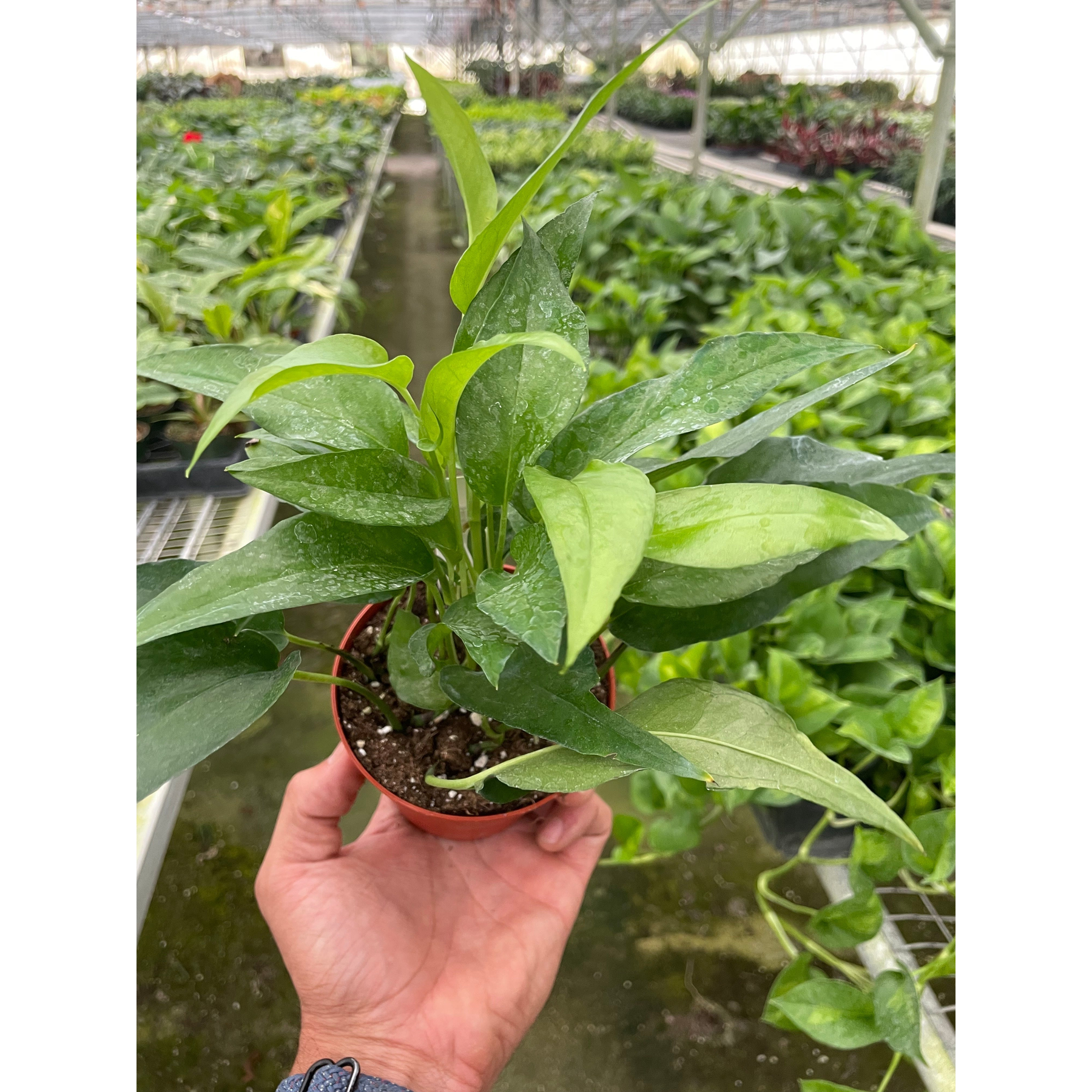 Pothos 'Skeleton Key'-Indoor Plants-The Succulent Source