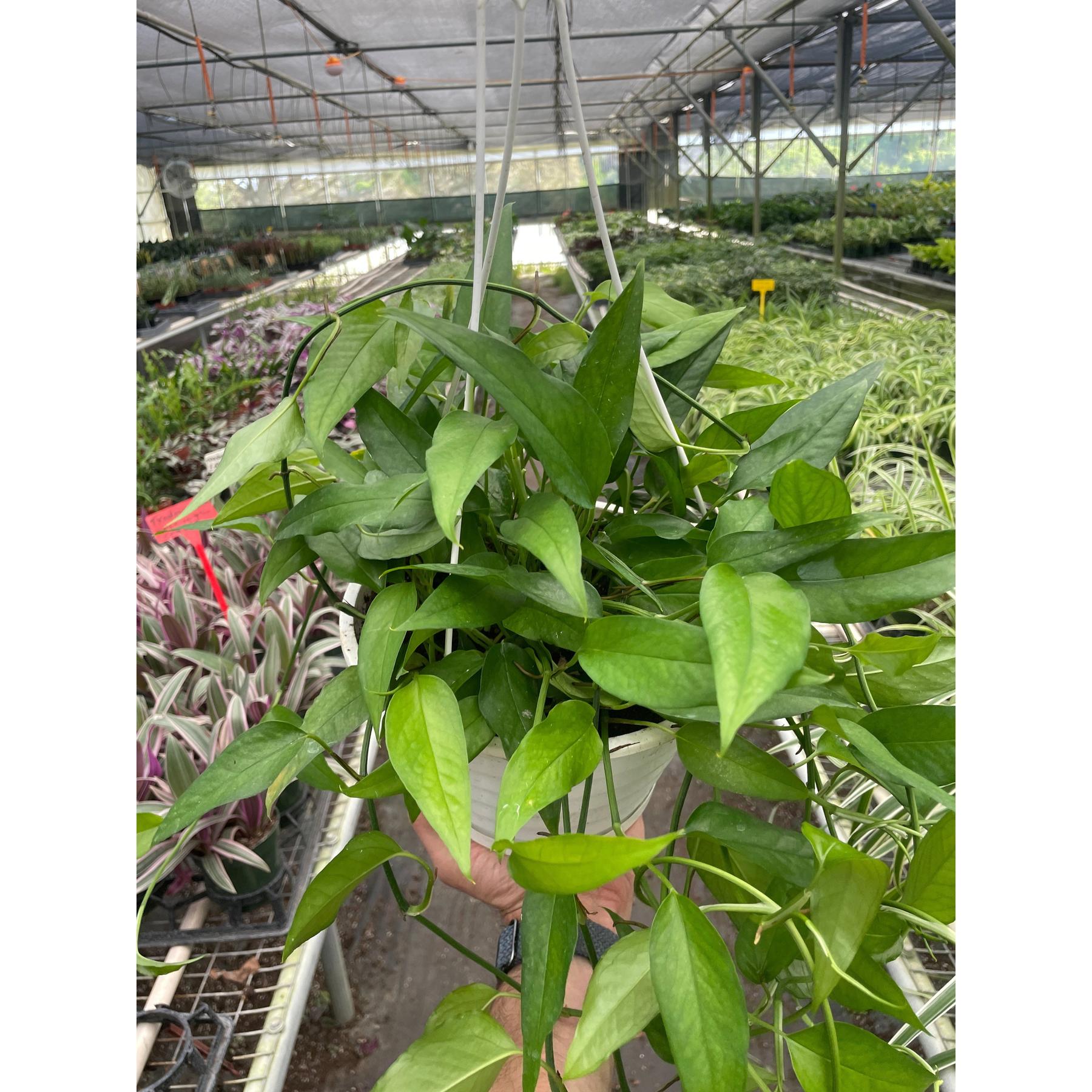 Pothos 'Skeleton Key'-Indoor Plants-The Succulent Source