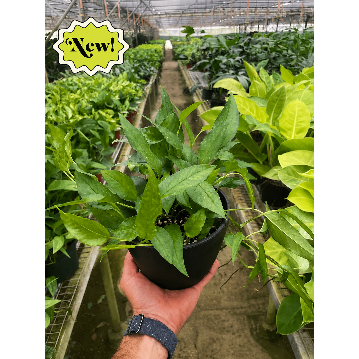 Pothos 'Skeleton Key'-Indoor Plants-The Succulent Source