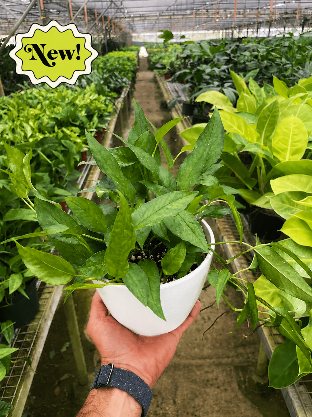 Pothos 'Skeleton Key'-Indoor Plants-The Succulent Source