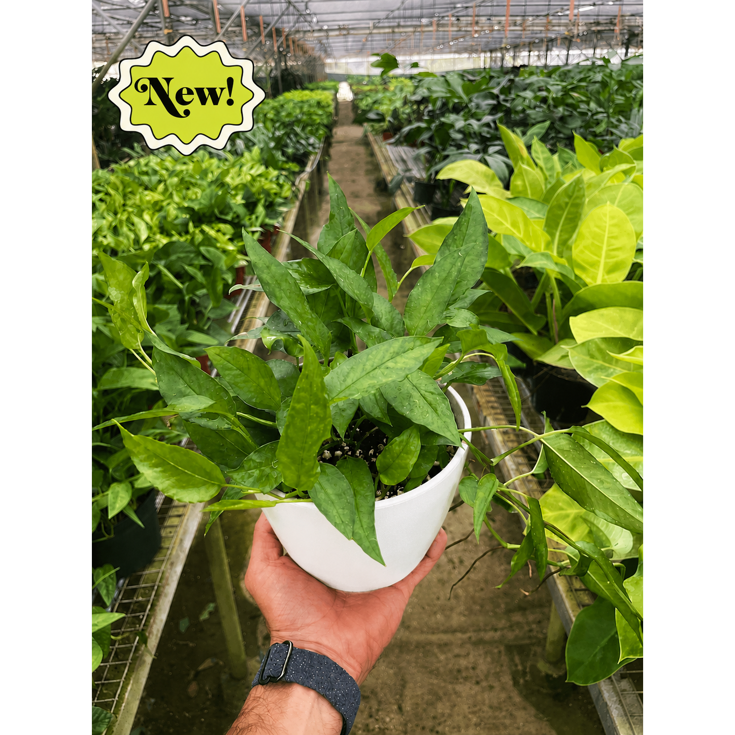 Pothos 'Skeleton Key'-Indoor Plants-The Succulent Source