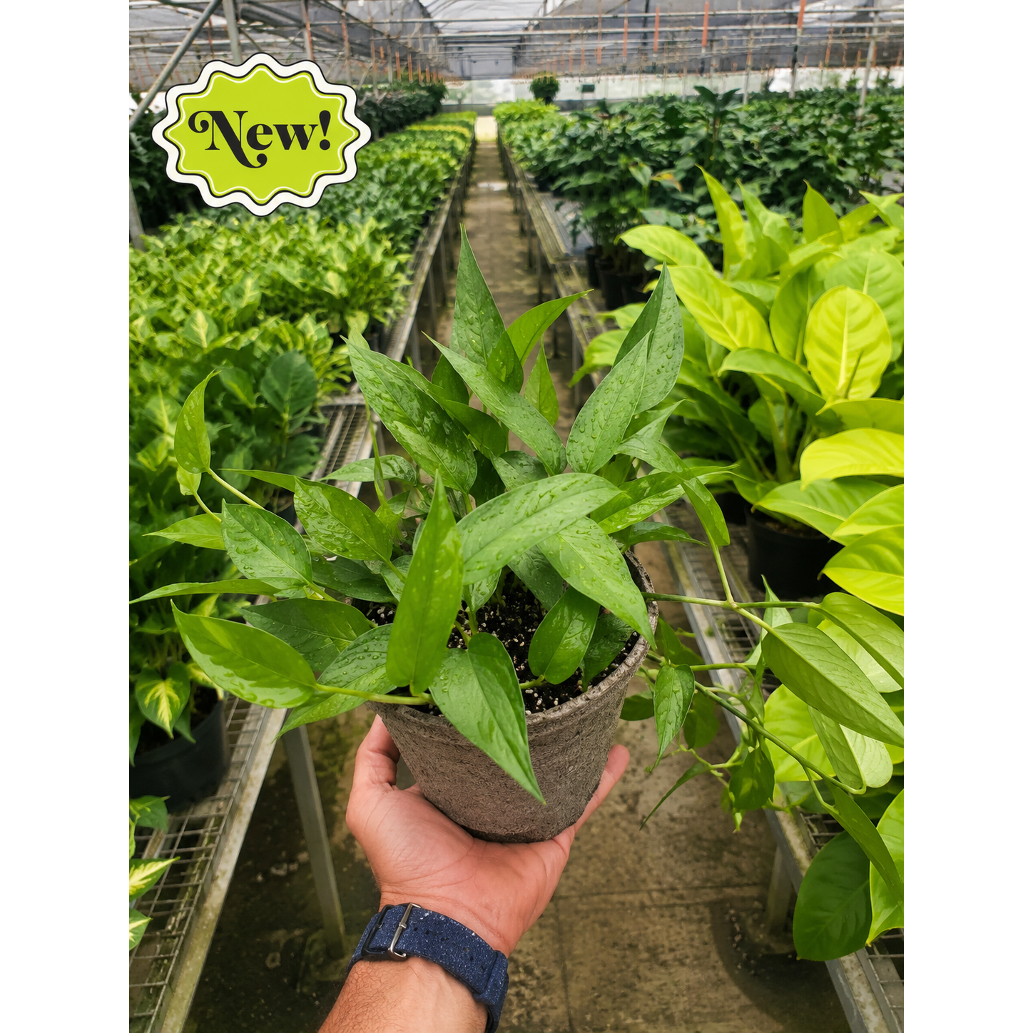 Pothos 'Skeleton Key'-Indoor Plants-The Succulent Source
