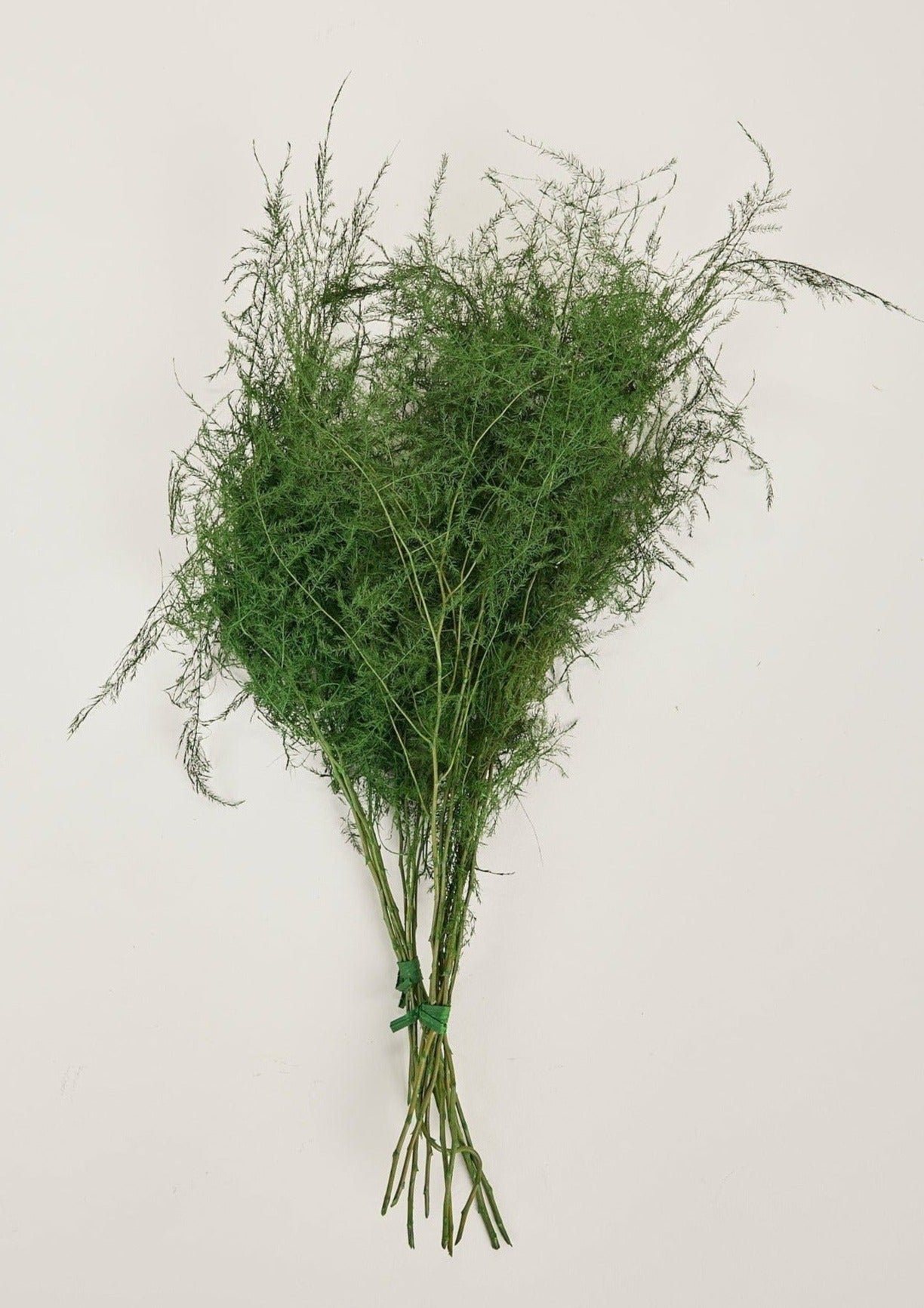 Preserved Asparagus Plumosus Fern - 12"-28"-Naturals-The Succulent Source