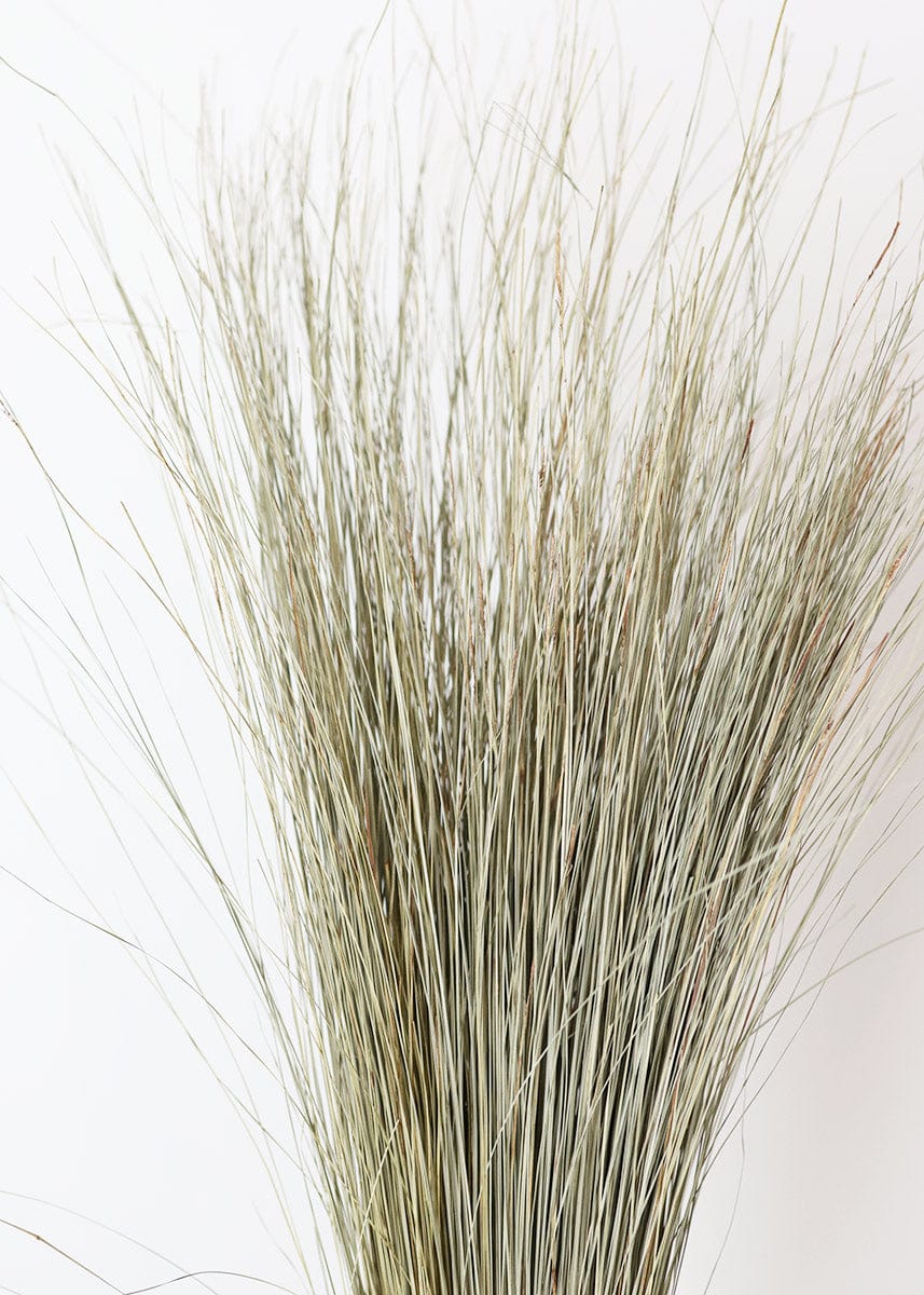 Preserved Coastal Dune Grass - 36"-Naturals-The Succulent Source