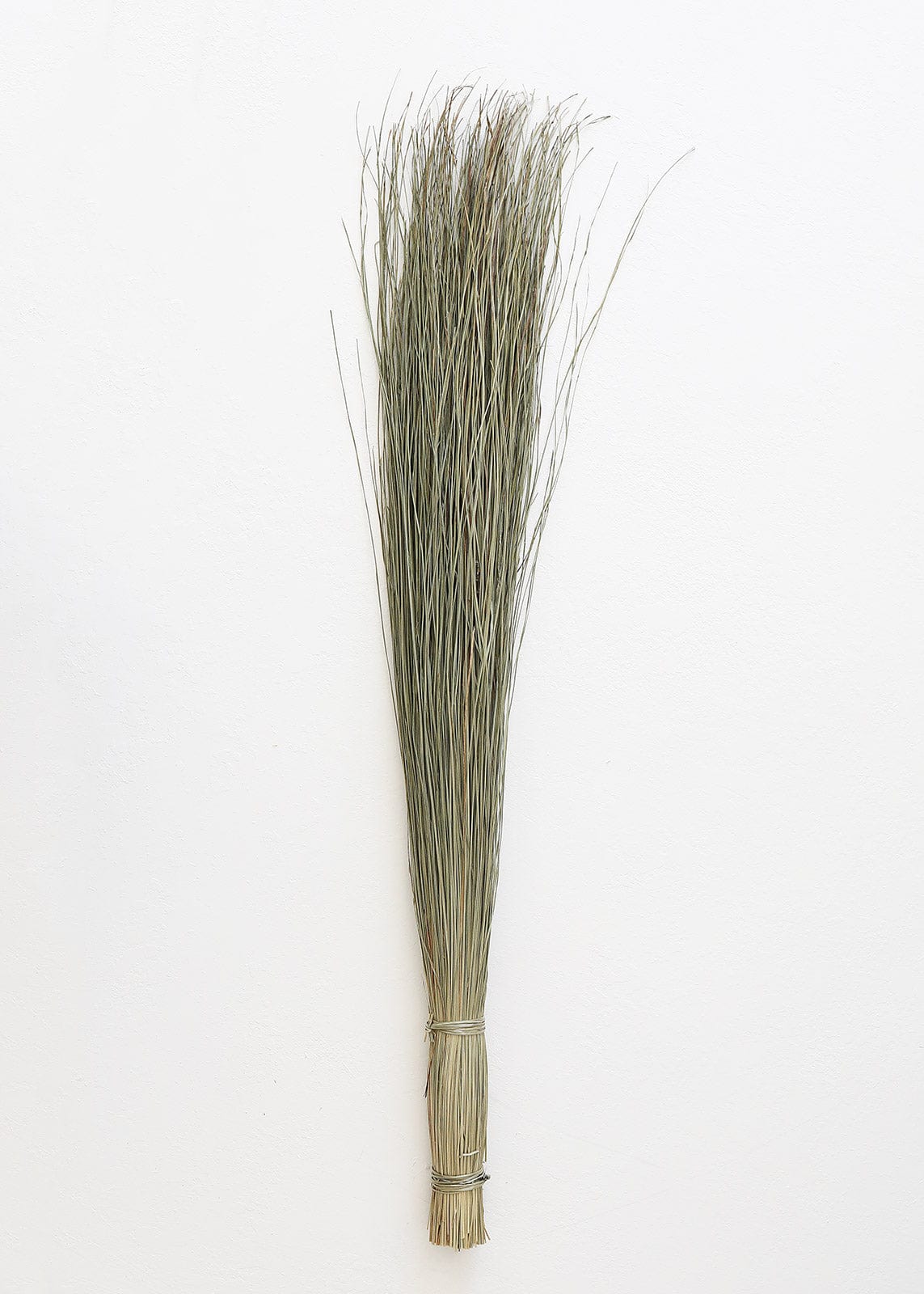 Preserved Coastal Dune Grass - 36"-Naturals-The Succulent Source