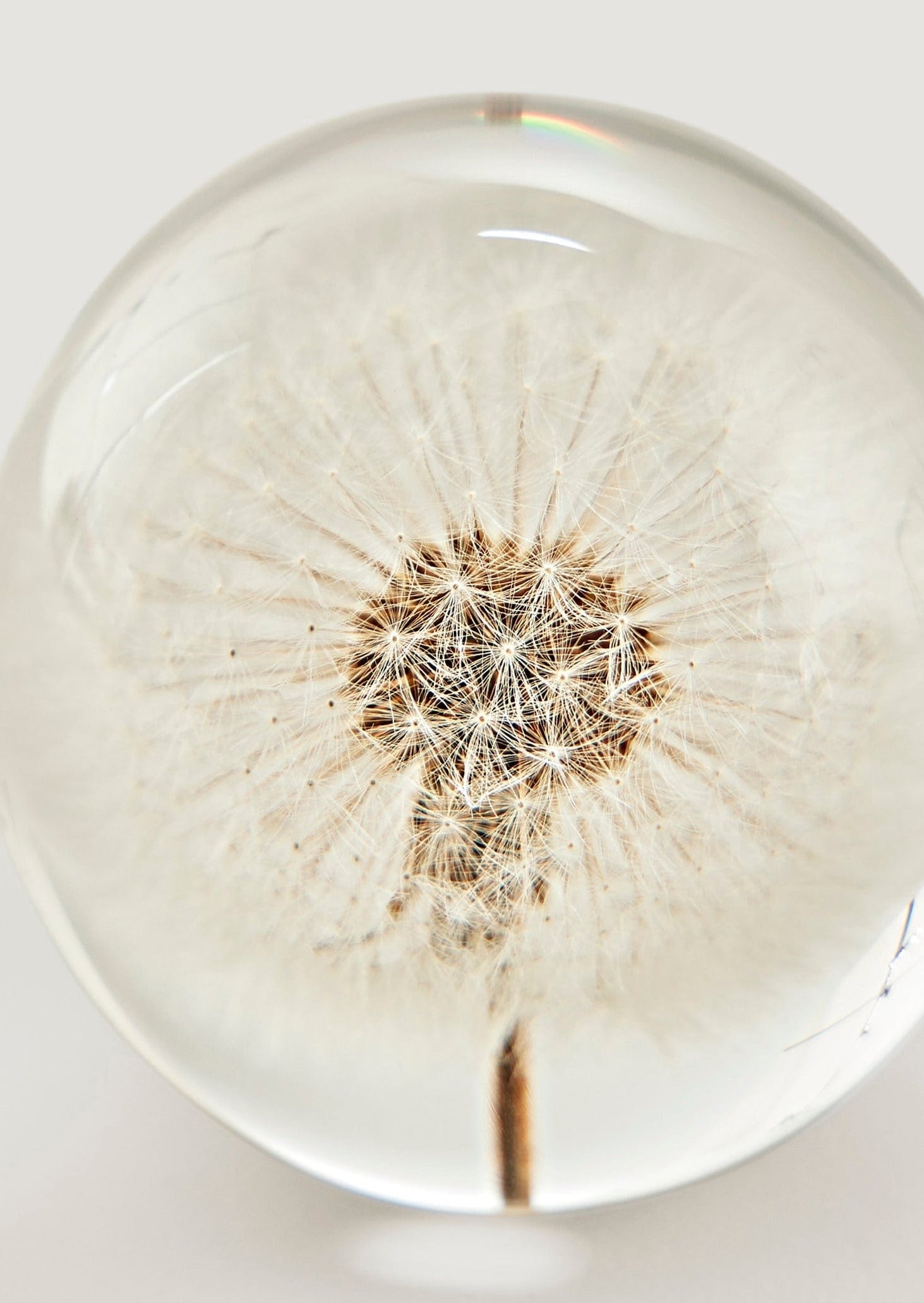 Preserved Dandelion Head Paper Weight - 3"-Decorations-The Succulent Source