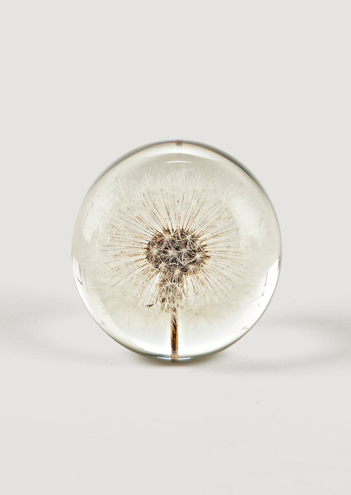 Preserved Dandelion Head Paper Weight - 3"-Decorations-The Succulent Source