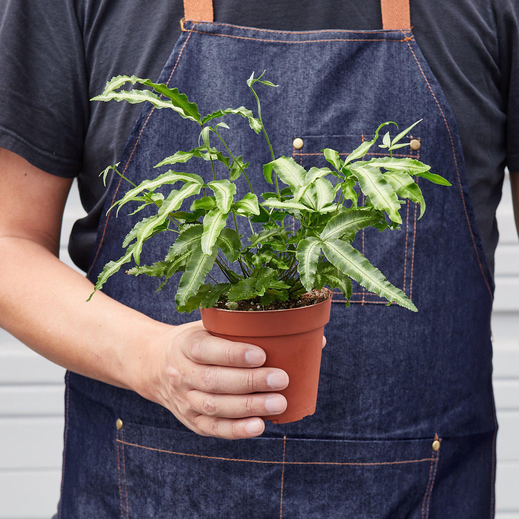 Pteris Cretica 'Albo Fern'-Indoor Plants-The Succulent Source
